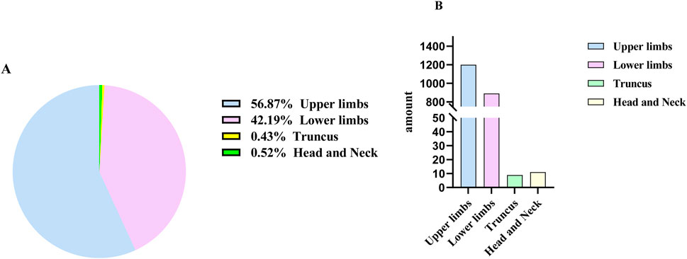 Pie chart and bar graph compare the distribution of four body regions: upper limbs (56.87%), lower limbs (42.19%), truncus (0.43%), and head and neck (0.52%). The bar heights visually represent the same proportions for each category.