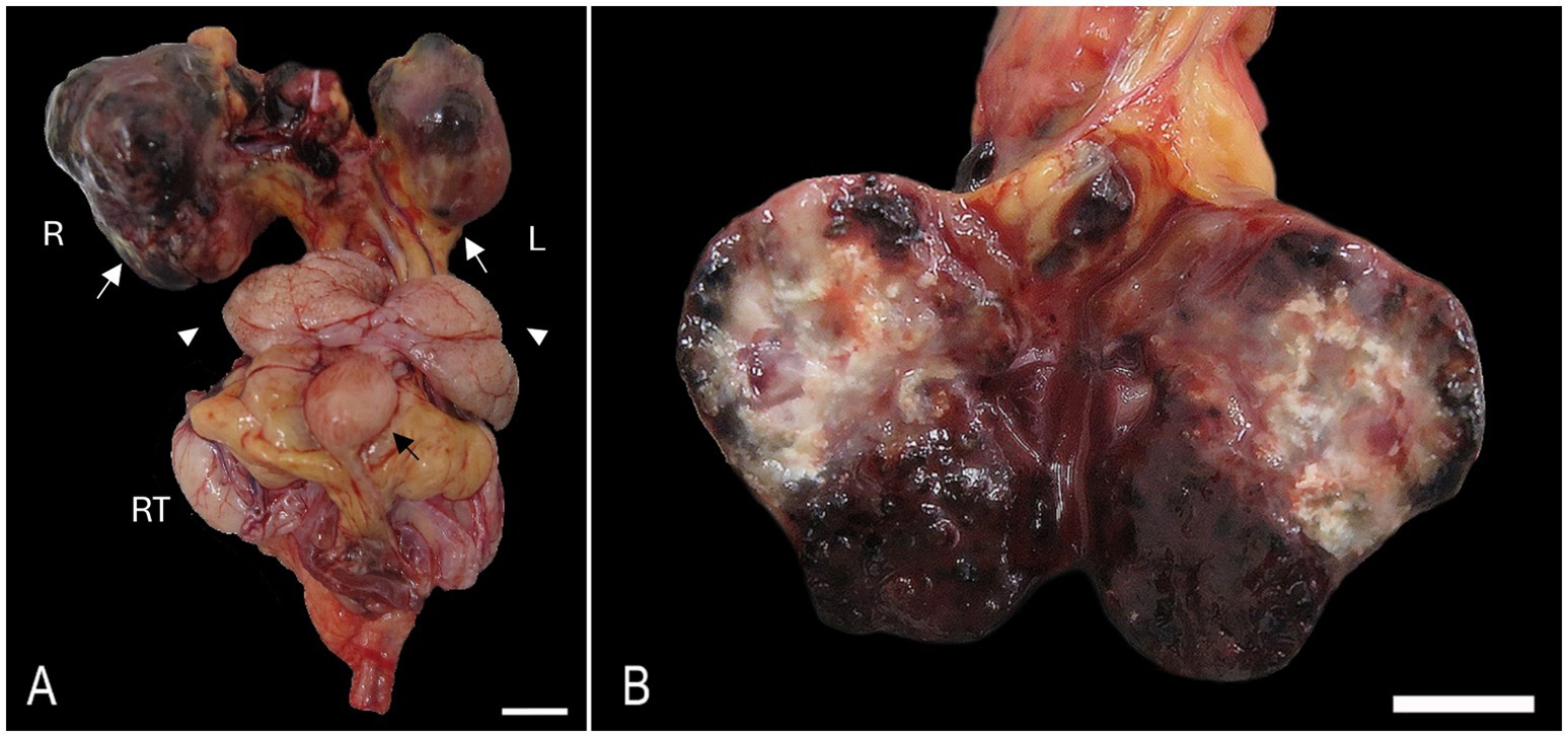 Two panels showing enlarged and dissected rat pituitary glands with tumor growths. Panel A displays an enlarged, irregular mass with various colorations, with white and black arrows and labels indicating different parts. Panel B shows a close-up of a cross-section revealing the internal texture and structure of the tumor. Both images have scale bars for reference.