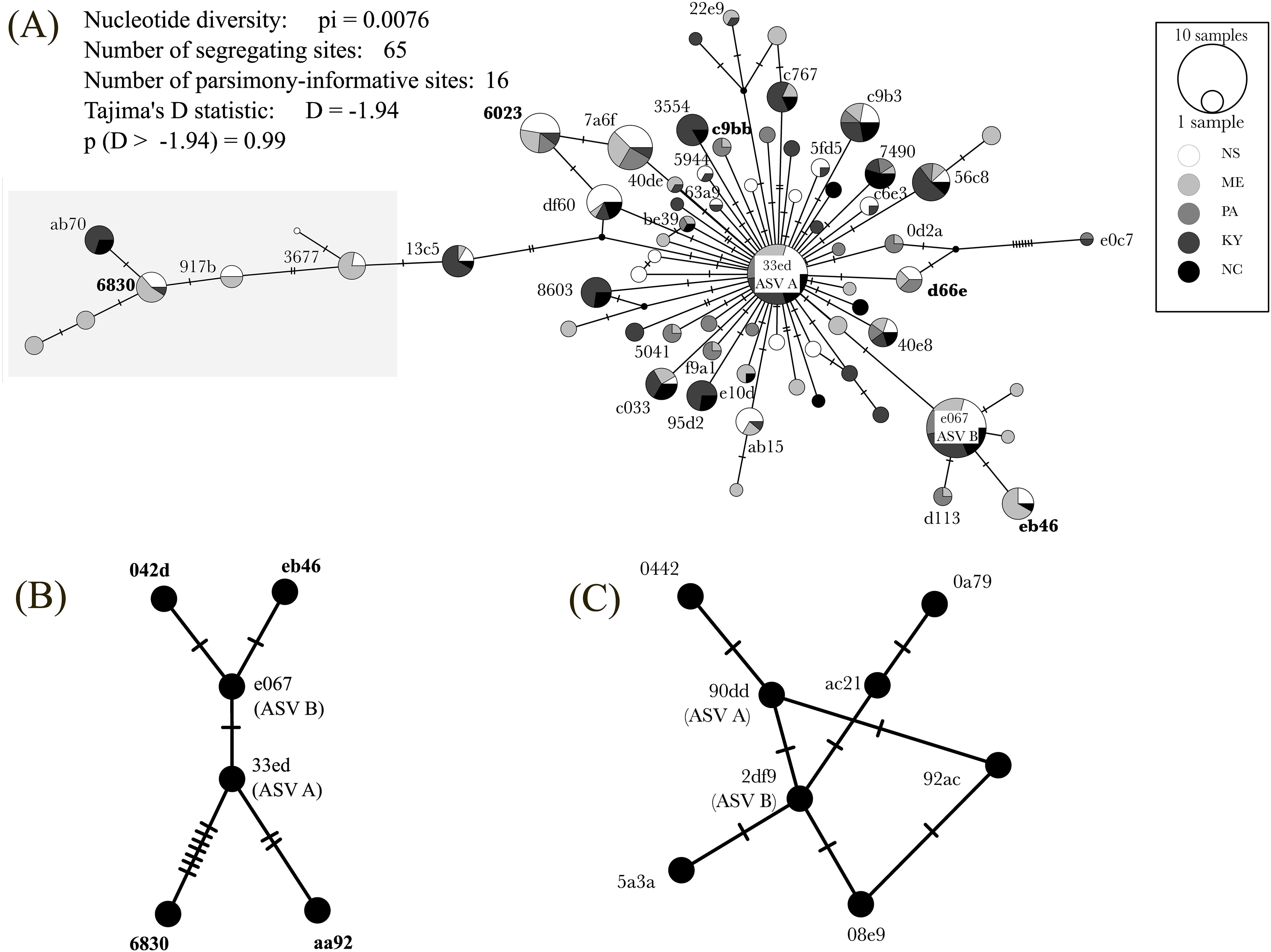 Three phylogenetic networks illustrate genetic relationships. (A) Shows a complex network with central nodes labeled ASV A and B, with nucleotide statistics included. (B) Features a simpler branching network, highlighting ASV A and B. (C) Displays another network with interconnected nodes labeled ASV A and B. Each network uses circles of varying sizes and colors representing different samples and locations. A legend explains the circle size and color coding.