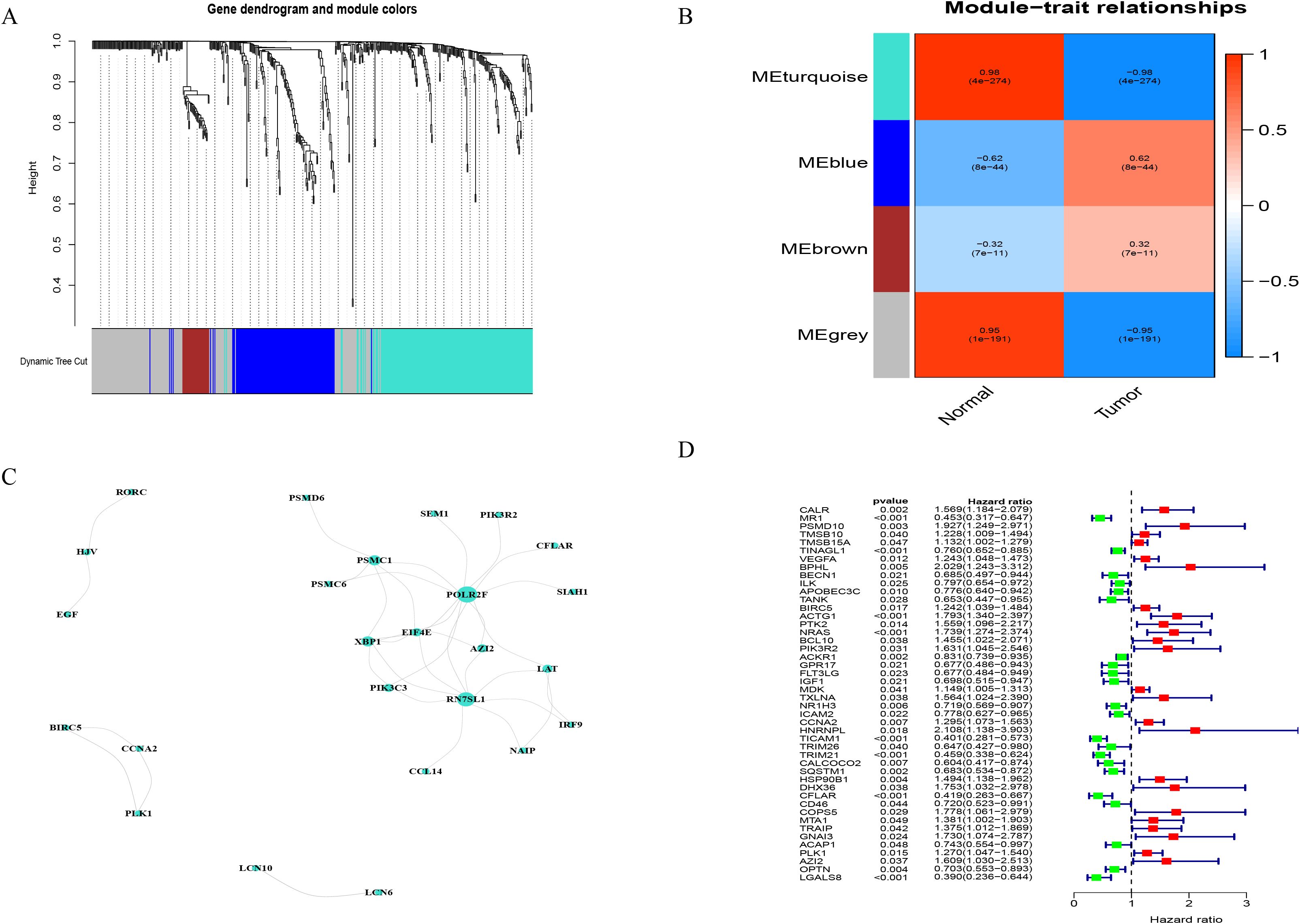 Panel A shows a gene dendrogram with module colors. Panel B is a heatmap depicting module-trait relationships for normal and tumor conditions. Panel C presents a gene network. Panel D includes a forest plot with gene names, p-values, and hazard ratios.