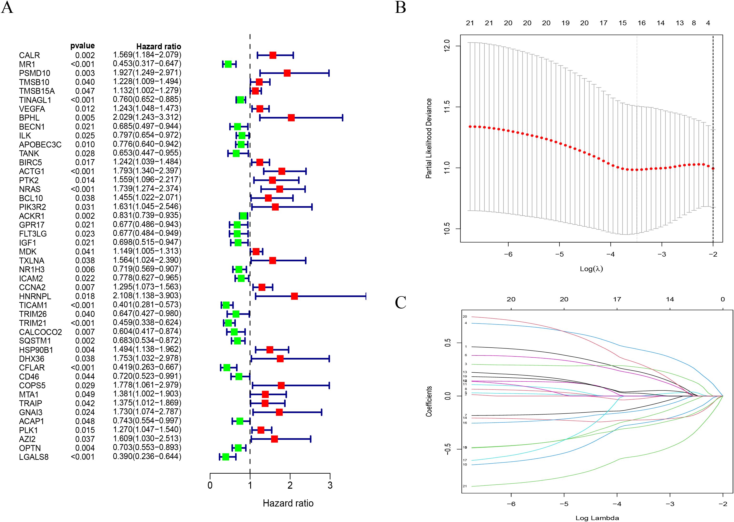 Panel A shows a forest plot of hazard ratios with p-values for various genes, colored red and green. Panel B features a plot of partial likelihood deviance against log(lambda) with a red trendline. Panel C displays a coefficient plot with lines representing different variables against log(lambda).