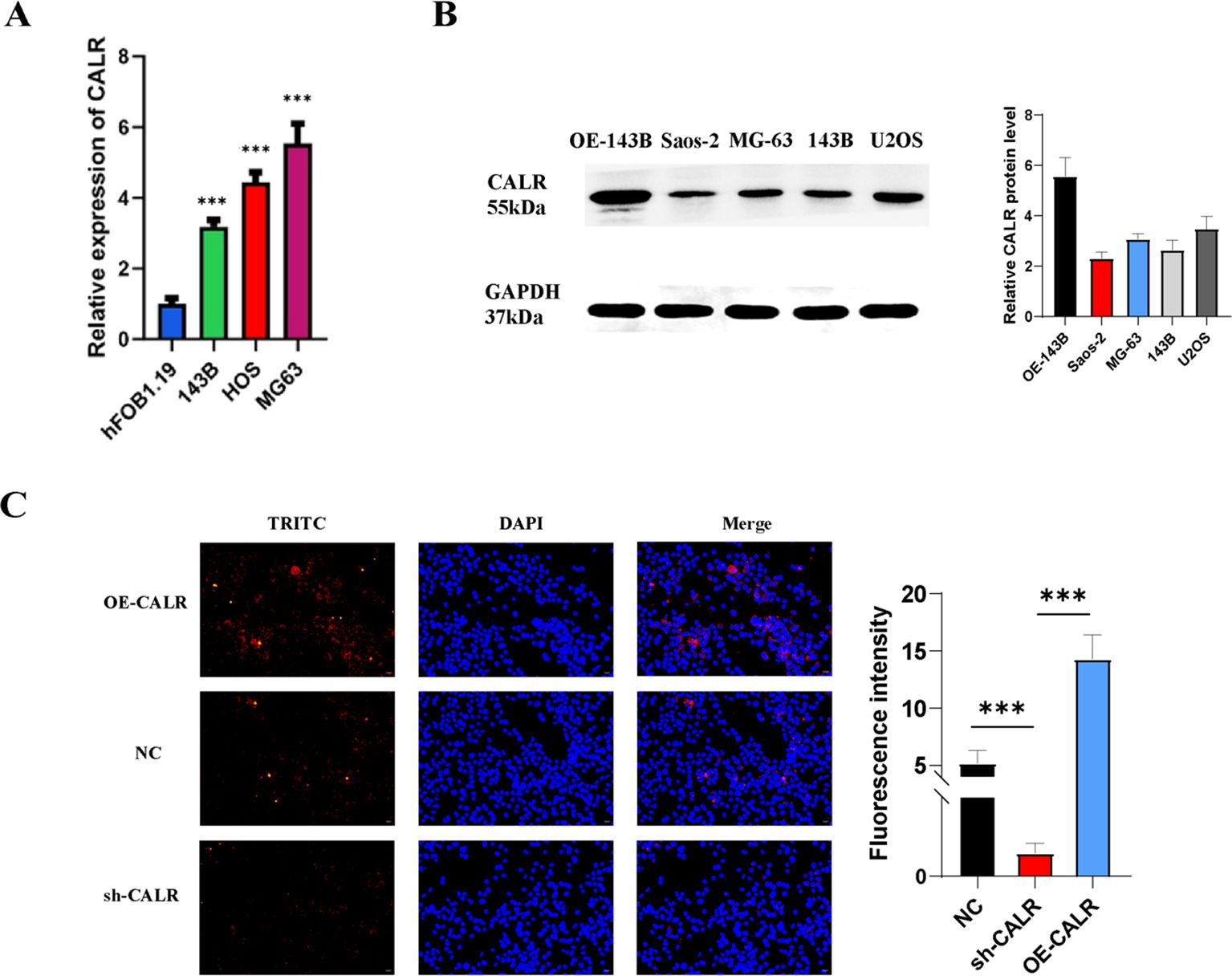 The image contains three panels. Panel A is a bar graph showing the relative expression of CALR across various cell lines, with MG63 showing the highest expression. Panel B presents a Western blot analysis indicating CALR expression in different cell lines, alongside a bar graph comparing CALR protein levels. Panel C shows fluorescence microscopy images with TRITC and DAPI staining, illustrating CALR expression in OE-CALR and sh-CALR conditions, accompanied by a bar graph of fluorescence intensity, indicating higher fluorescence in OE-CALR.