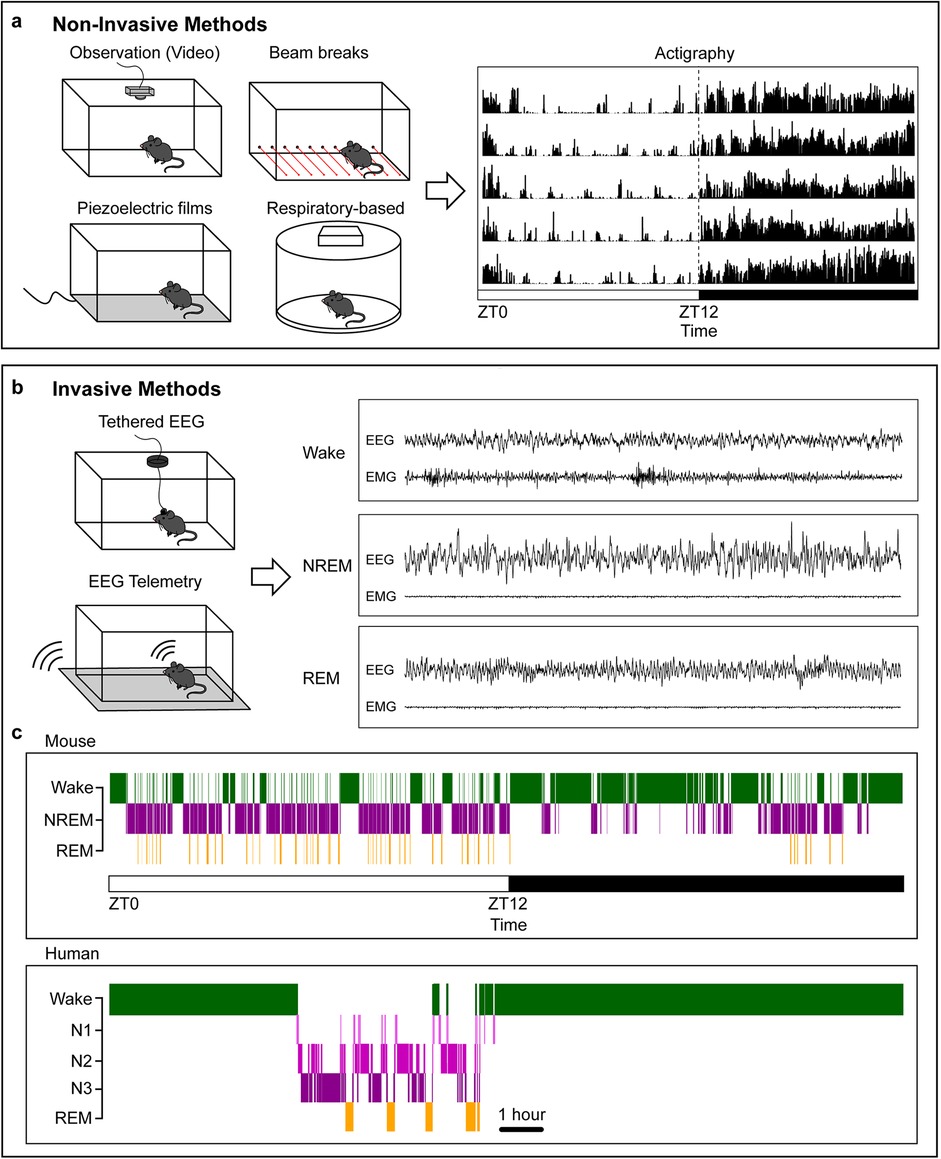 Illustration comparing non-invasive and invasive methods for sleep analysis in rodents and sleep/wake consolidation comparison between rodents and humans. Panel (a) shows non-invasive methods, panel (b) showed invasive methods, and panel (c) compares sleep/wake distribution between rodents and humans.