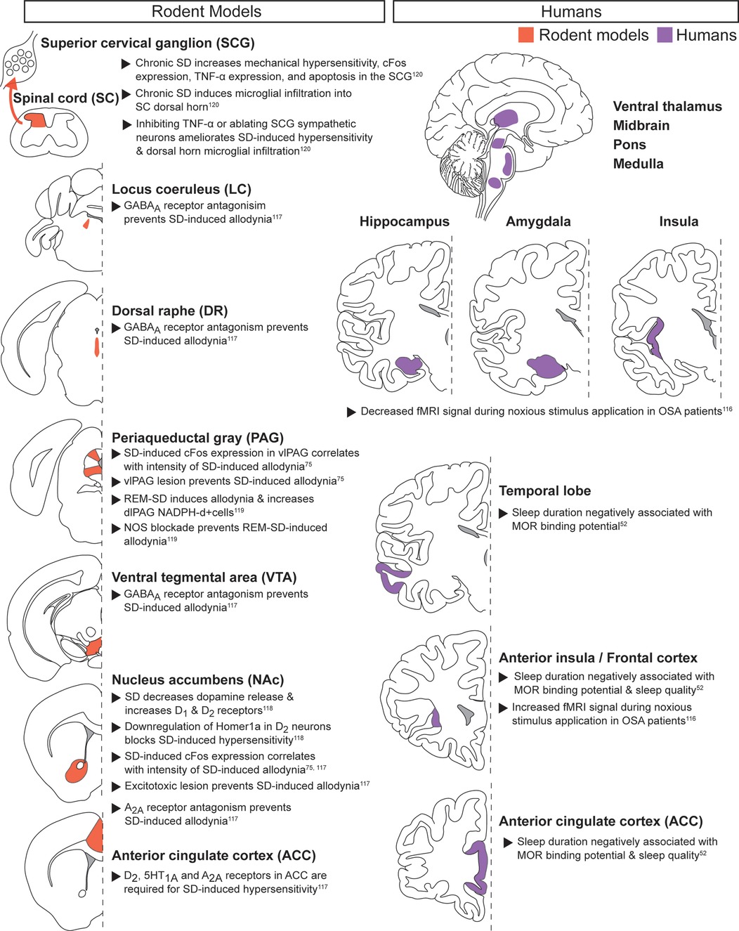 Diagram comparing brain regions implicated in acute noxious stimuli with chronic sleep disruption in rodent models and humans. Data from rodent models are on the left, and data from human models are on the right. Color coding highlights regions in rodents (red) and humans (purple).