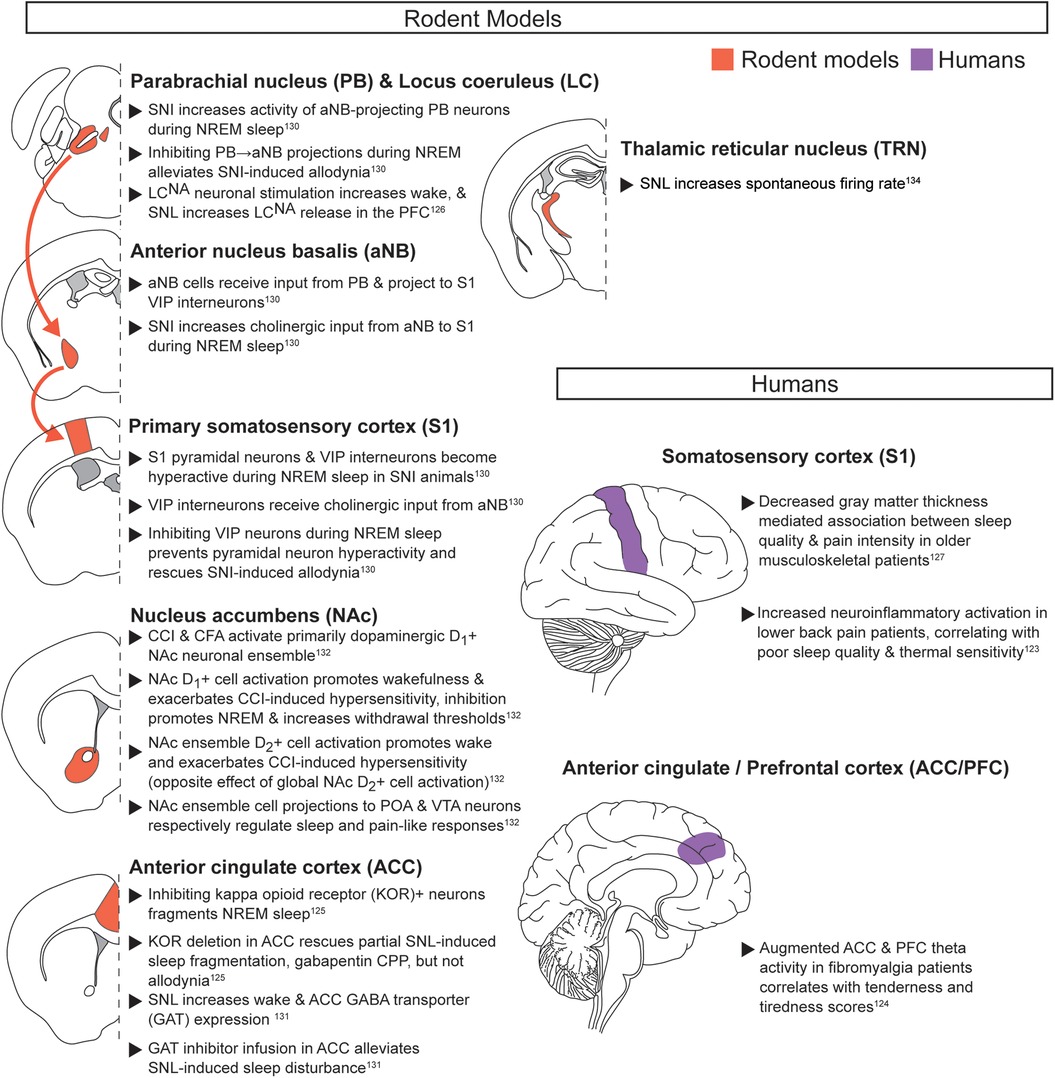 Diagram comparing brain regions implicated in chronic pain during baseline sleep/wake in rodent models and humans. Data from rodent models are on the left, and data from human models are on the right. Color coding highlights regions in rodents (red) and humans (purple).