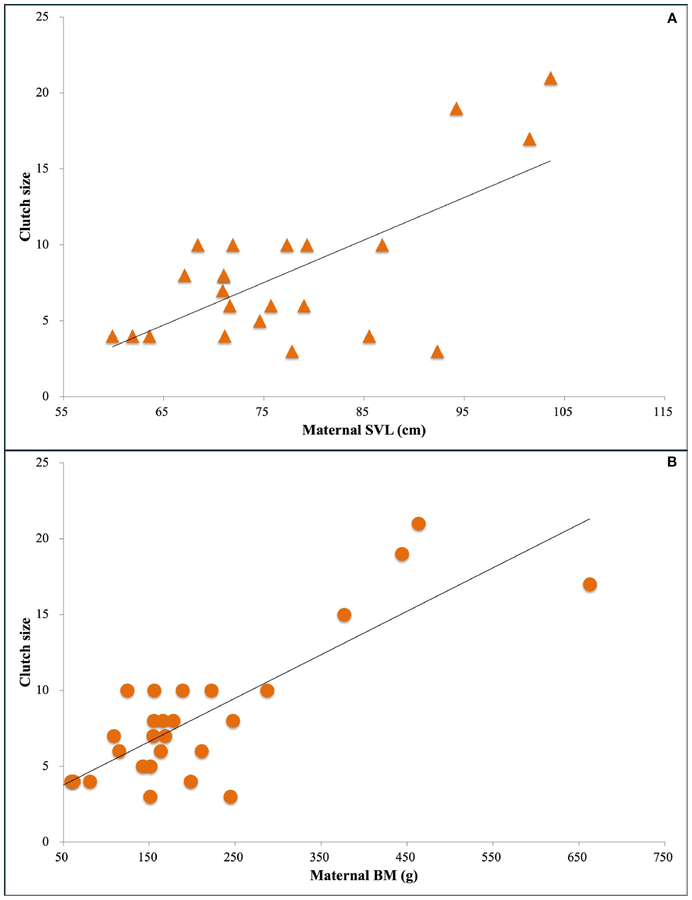 Scatter plots labeled A and B showing the relationship between clutch size and maternal size in conflict vipers. Plot A correlates clutch size with maternal snout-vent length (SVL) in centimeters, using orange triangles. Plot B correlates clutch size with maternal body mass (BM) in grams, using orange circles. Both plots display positive correlations with trend lines.