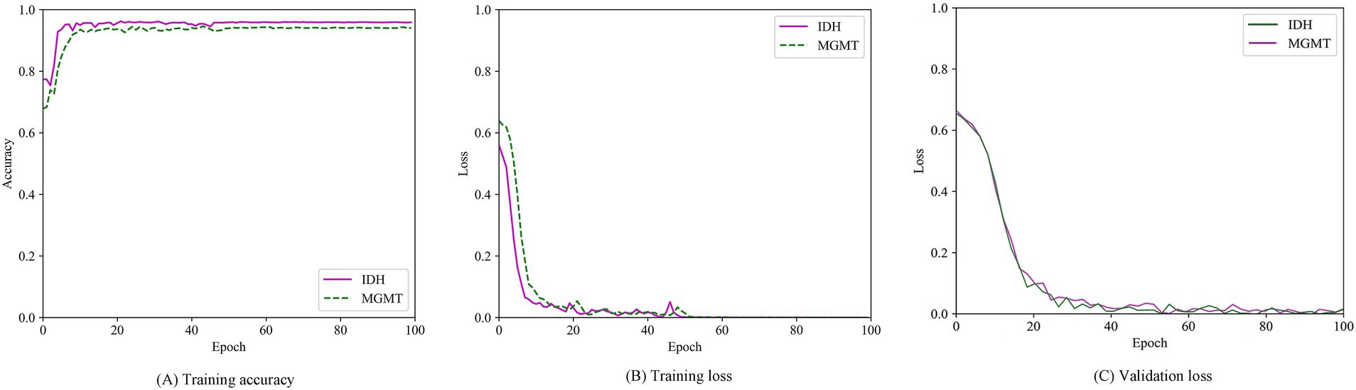 Three graphs displaying model performance over 100 epochs. (A) Training accuracy: shows accuracy rising to about 0.95 for both IDH and MGMT, with MGMT stabilizing slightly higher. (B) Training loss: demonstrates a rapid decrease to near zero for both lines. (C) Validation loss: indicates a similar decrease, stabilizing around zero for IDH and MGMT.