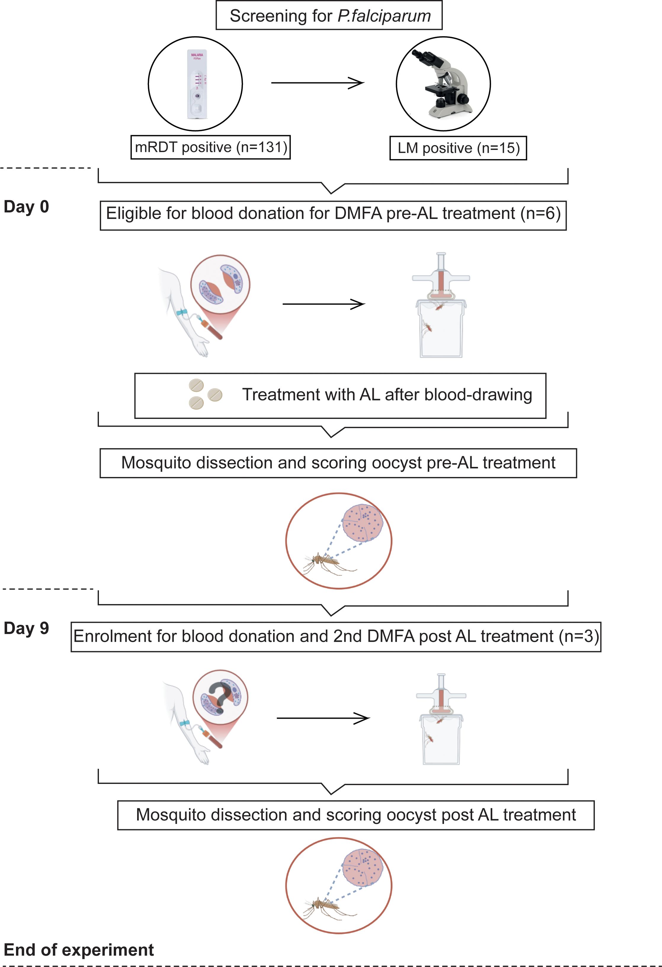 Flowchart depicting the screening and treatment process for Plasmodium falciparum, starting with mRDT positive cases (n=131) and LM positive cases (n=15). On Day 0, eligible individuals donate blood for DMFA pre-AL treatment (n=6), followed by AL treatment. Mosquitoes are dissected and oocysts scored pre-AL treatment. By Day 9, three individuals are enrolled for blood donation and a second DMFA post-AL treatment. Post-treatment, mosquito dissection and oocyst scoring occur again. The experiment concludes.