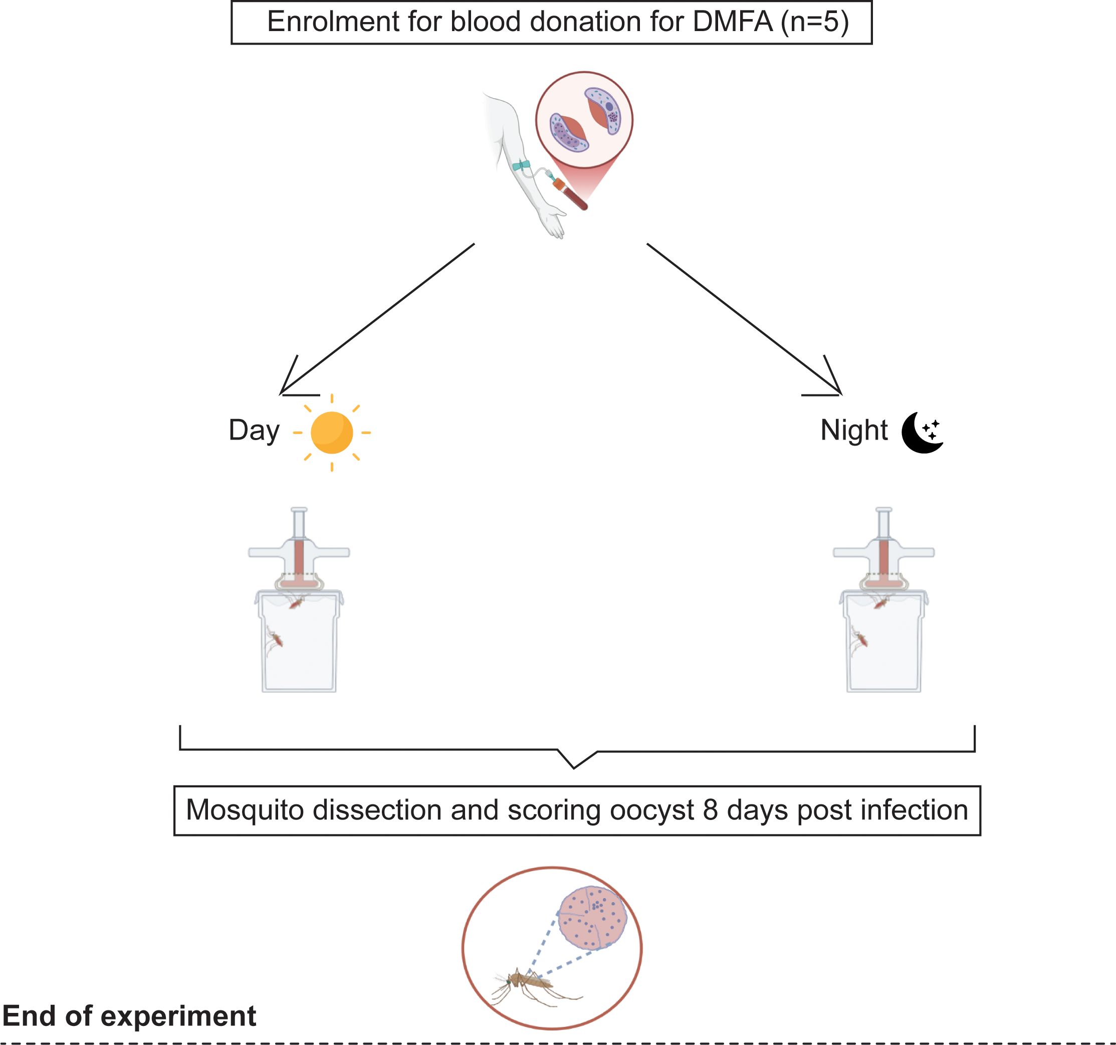 Flowchart for blood donation in Direct Membrane Feeding Assay (DMFA) with five participants. Diagram shows blood donation linked to mosquito containers labeled “Day” with a sun icon and “Night” with a crescent moon icon. Below, mosquitoes are dissected and scored for oocysts eight days after infection.