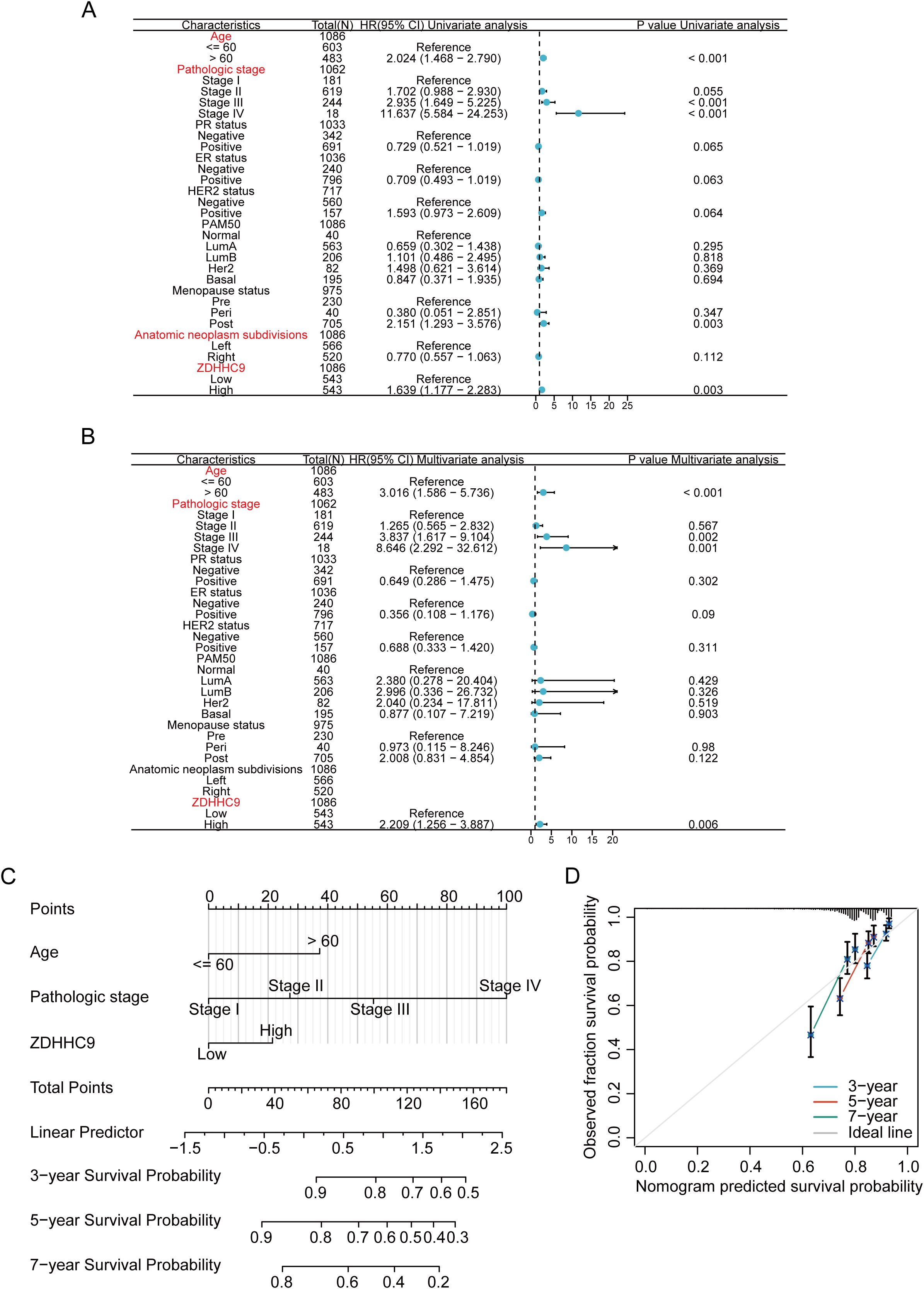 Panel A and B show forest plots for univariate and multivariate analyses, highlighting hazard ratios and confidence intervals for factors like age, pathologic stage, and ZDHHC9 in survival analysis. Panel C presents a nomogram predicting 3-, 5-, and 7-year survival probabilities based on variables such as age and ZDHHC9 levels. Panel D features a calibration plot comparing observed survival probabilities with those predicted by the nomogram for the same timeframes.
