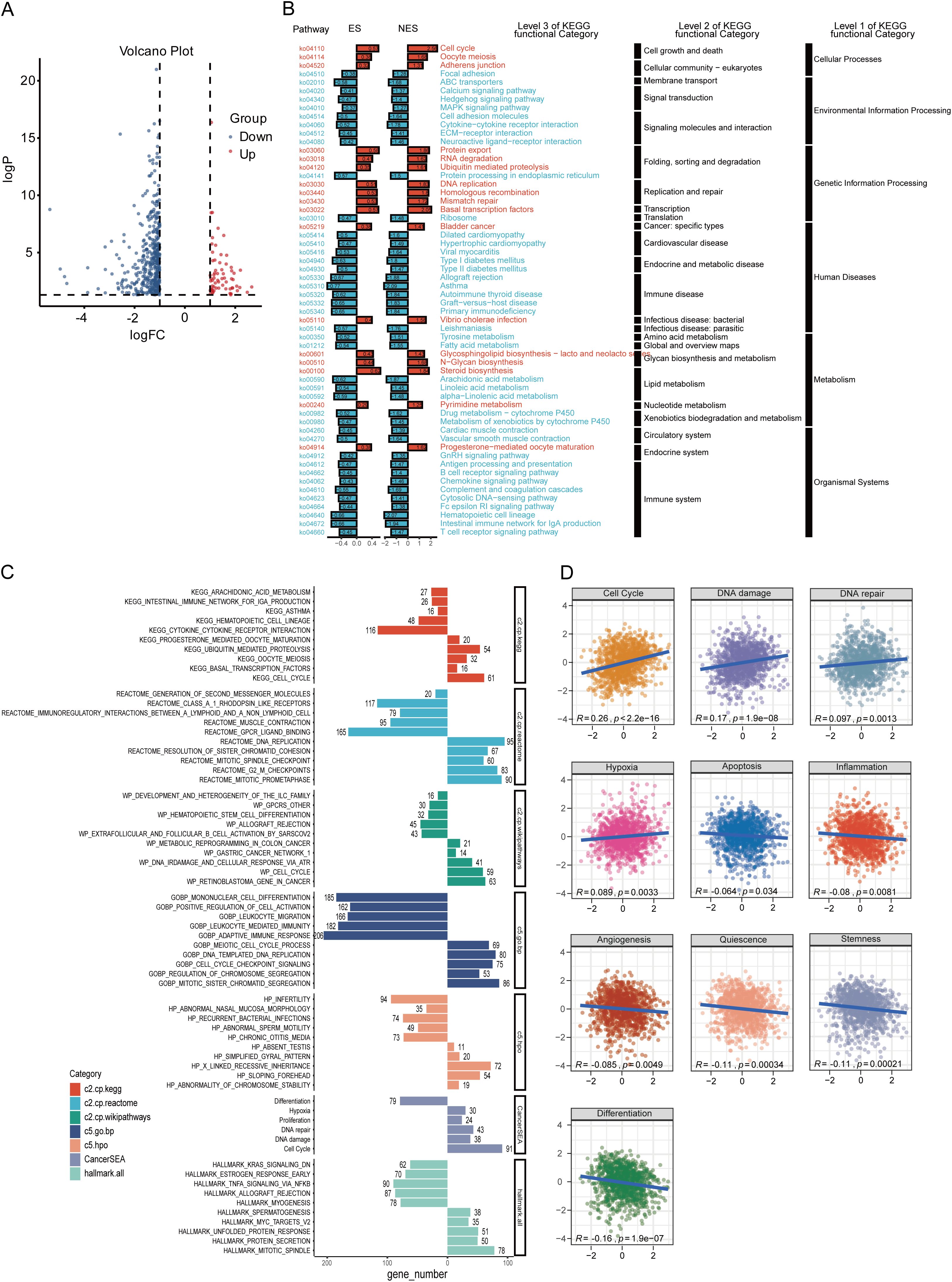 Scientific figure with four panels depicting various data analyses. Panel A shows a volcano plot with points colored by groups. Panel B presents enriched Pathway categories alongside enrichment scores, featuring a hierarchical category system. Panel C displays horizontal bar graphs categorizing pathways by the number of genes. Panel D consists of scatter plots illustrating correlations between logFC and various cellular processes such as cell cycle and DNA damage, with correlation coefficients and P-values noted.