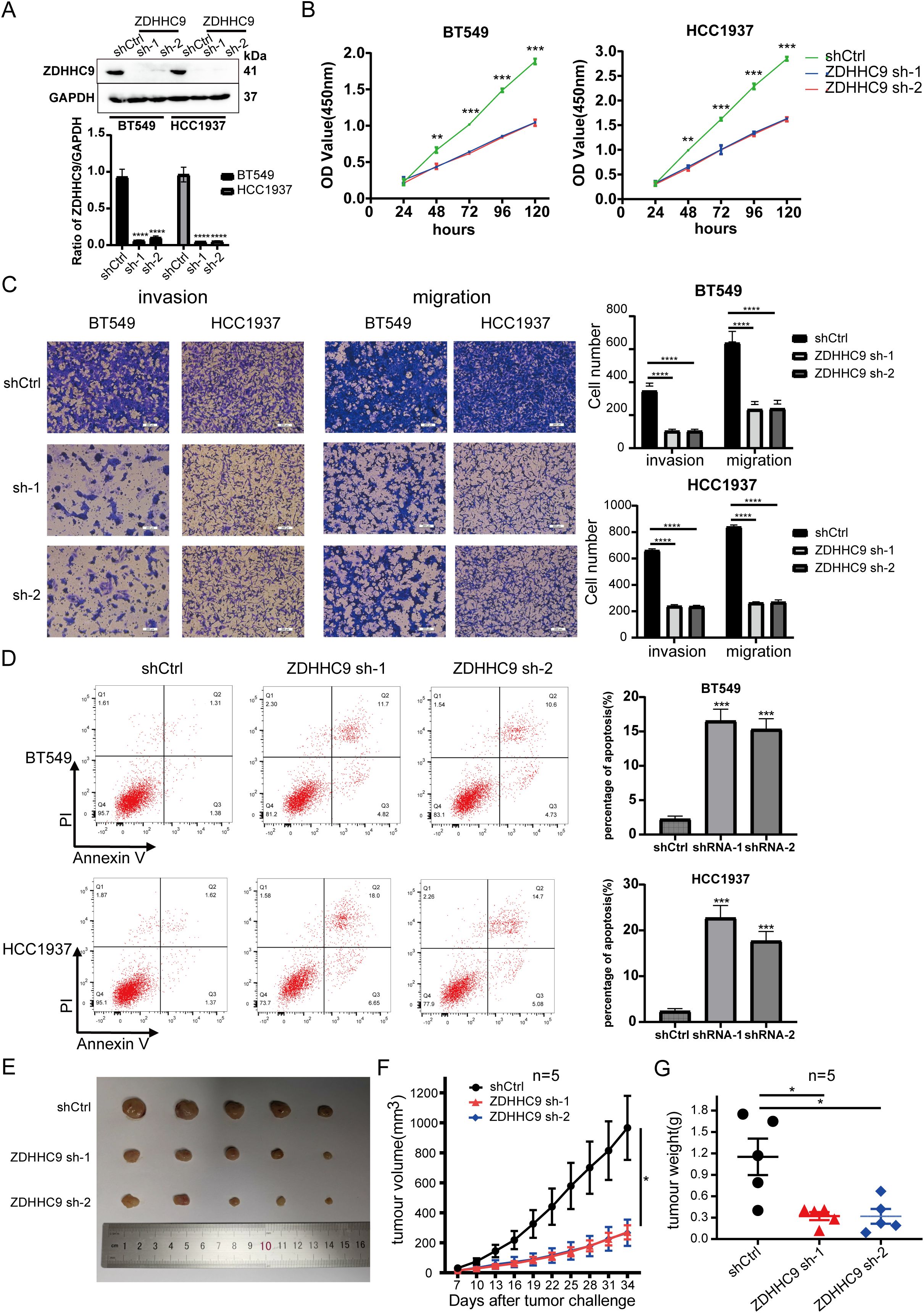 Scientific panels depict the effects of ZDHHC9 on cancer cells. Panel A shows a Western blot and bar graph analyzing ZDHHC9 expression in BT549 and HCC1937 cells. Panel B presents growth curves indicating cell proliferation over time. Panel C features invasion and migration assays with associated bar graphs showing quantitative results for different cell lines. Panel D consists of flow cytometry plots and bar graphs assessing apoptosis percentages. Panel E shows images of tumors with a ruler for size comparison. Panel F illustrates a line graph of tumor volume over time, and panel G presents a scatter plot of tumor weight.
