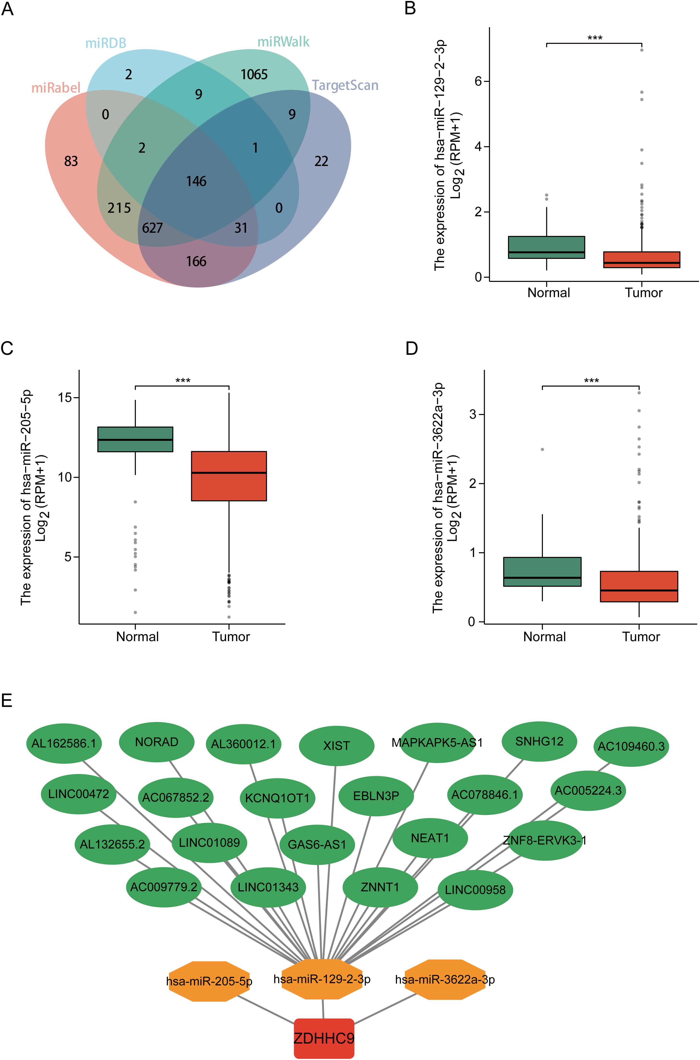 Venn diagram showing intersections of miRabel, miRDB, miRWalk, and TargetScan gene targets. Boxplots (B, C, D) show expression levels of hsa-miR-129-2-3p, hsa-miR-205-5p, and hsa-miR-3622a-3p in normal versus tumor tissues, with significant differences marked by asterisks. Diagram (E) displays interactions among various genes and miRNAs, highlighting ZDHHC9 as a central component.