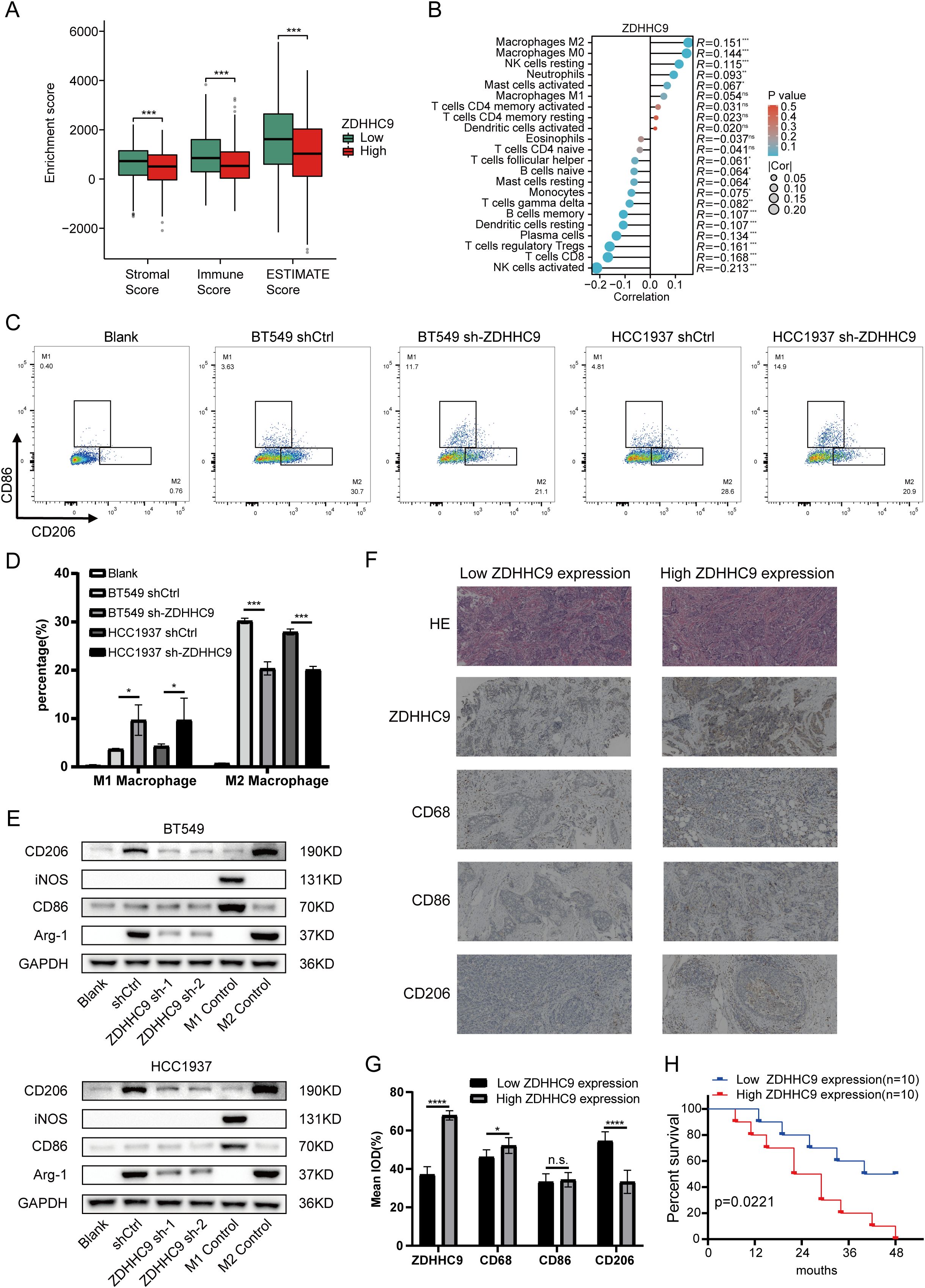 Composite image showing: A. Box plots of enrichment scores (Stromal, Immune, ESTIMATE) comparing low and high ZDHHC9 expression, with significance indicated. B. Correlation plot of ZDHHC9 with immune cell types. C. Flow cytometry plots of CD86 and CD206 expression in different cell conditions. D. Bar graph of M1 and M2 macrophage percentages across conditions. E. Western blot images showing protein levels of CD206, iNOS, CD86, Arg-1, and GAPDH in BT549 and HCC1937 cells. F. Histological sections comparing ZDHHC9 expression levels with CD68 and CD86 staining. G. Bar graph of mean IOD for markers comparing ZDHHC9 expression levels. H. Kaplan-Meier survival curve comparing low and high ZDHHC9 expression groups.