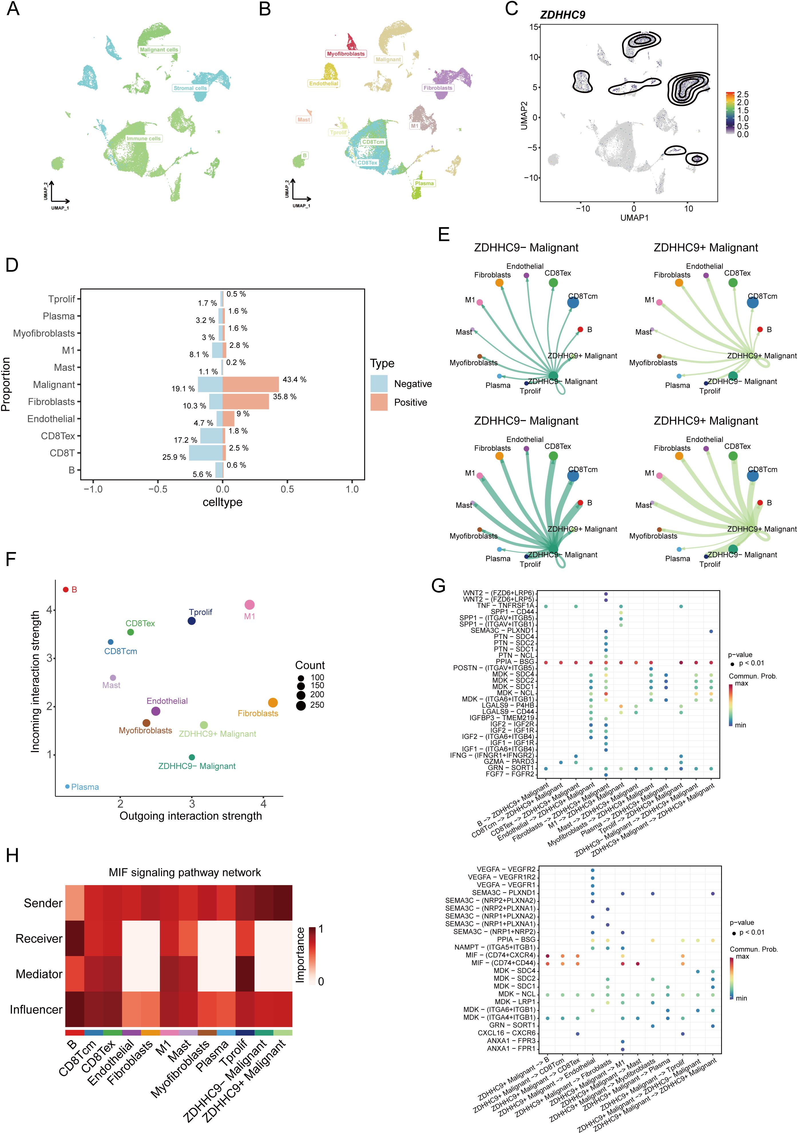 Cluster of scientific visualizations analyzing cell types and interactions. Panels A and B show UMAP plots of cell distribution. Panel C features a contour plot of ZDHHC9 expression. Panel D is a bar graph depicting cell type proportions, positive and negative. Panel E illustrates connection diagrams of cell interactions. Panel F is a scatter plot of interaction strengths. Panel G displays dot plots for signaling probability. Panel H is a heatmap of the MIF signaling pathway network across various cell types.