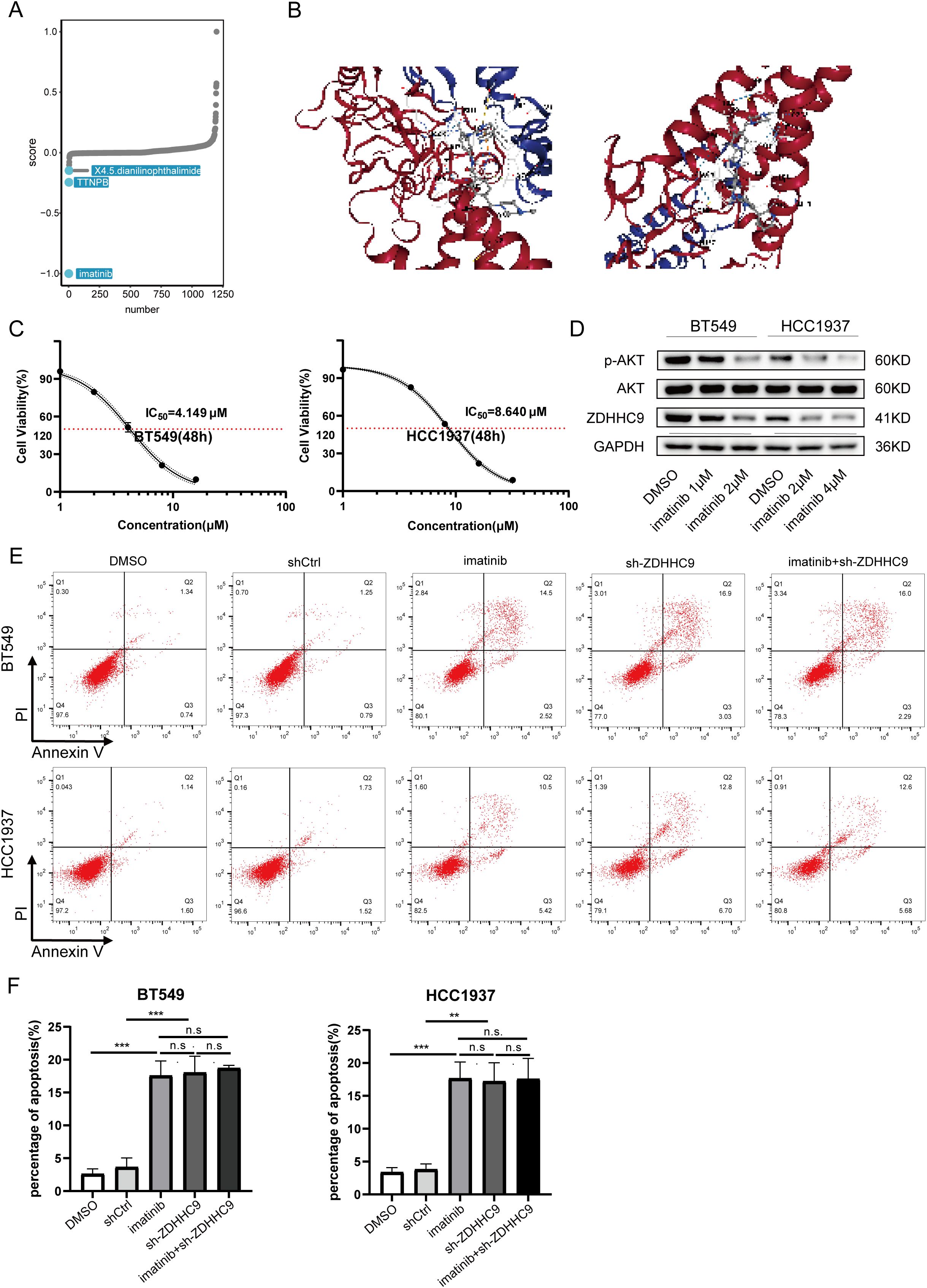 A composite image with the following panels: A) A scatter plot showing scores versus numbers with highlighted labels for X4.5taflanipthalmtz, TTNRB, and imatinib. B) Two molecular structures with red and blue coloring indicating different regions. C) Line graphs depicting cell viability against drug concentration for BT549 and HCC1937 cell lines with IC50 values. D) Western blot results for BT549 and HCC1937 showing protein levels: p-AKT, AKT, ZDHHC9, and GAPDH, with different treatment conditions. E) Dot plots showing PI and Annexin V staining for apoptosis analysis in BT549 and HCC1937. F) Bar charts indicating percentage of apoptosis under various conditions with significance markers.
