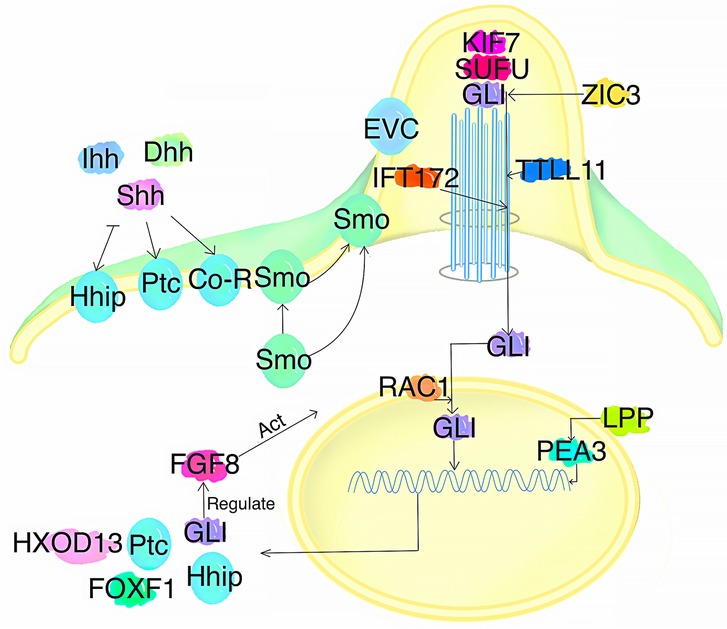 Diagram illustrating molecular interactions in the Hedgehog signaling pathway. Key components include Ihh, Dhh, Shh, Ptc, Smo, GLI, HHip, and IFT172. Arrows indicate activation and regulatory relationships, with processes like FGF8 activation and GLI regulation shown. Cellular structures and pathways are outlined in various colors for clarity.
