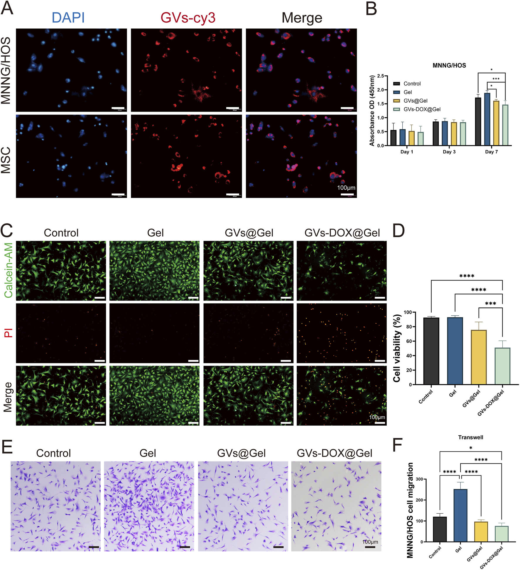 Panel A shows fluorescent images of MNNG/HOS and MSC cells stained with DAPI, GVs-cy3, and a merged view. Panel B is a bar graph depicting absorbance values at 450 nm for MNNG/HOS cells over seven days, showing statistical significance. Panel C displays cell viability images with Calcein-AM and PI staining for four different treatments: Control, Gel, GVs@Gel, and GVs-DOX@Gel. Panel D is a bar graph showing cell viability percentages, with significant differences noted. Panel E presents images of cell migration under the same four treatments. Panel F shows a bar graph of MNNG/HOS cell migration with significant differences indicated.