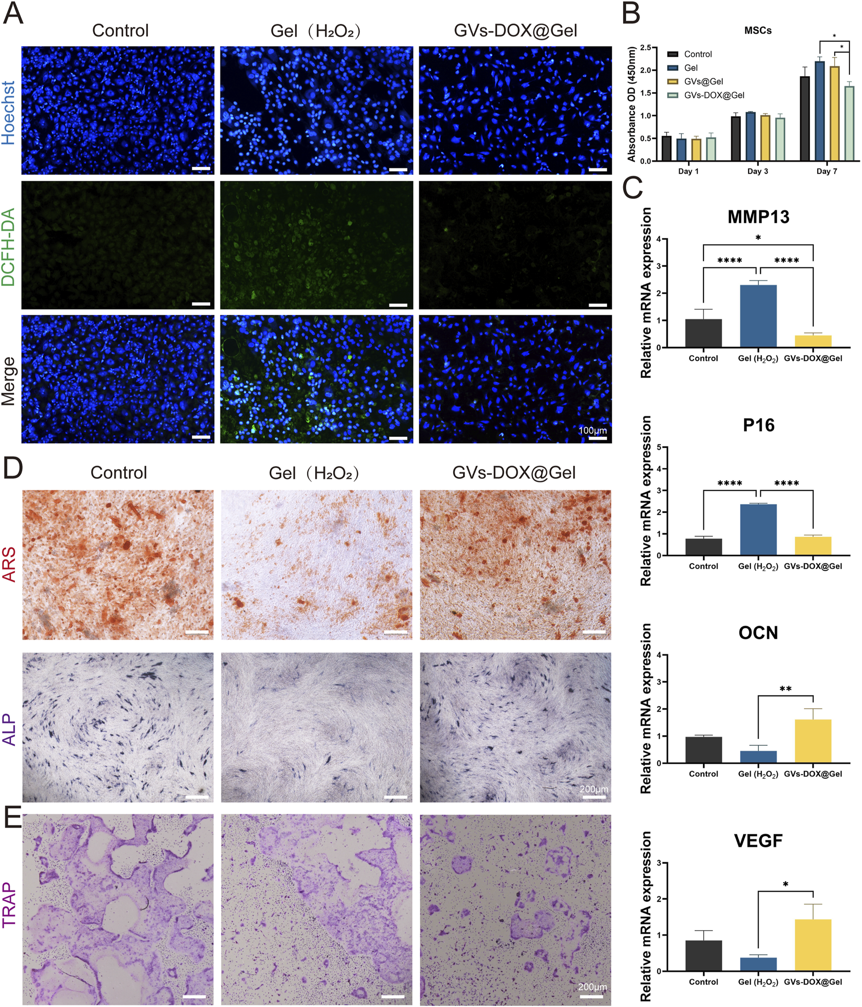 Fluorescence microscopy images (A) show cell nuclei stained with Hoechst in blue and ROS with DCFH-DA in green, compared across three conditions: Control, Gel (H₂O₂), and GVs-DOX@Gel. Graph (B) presents absorbance of MSCs at 450 nm over seven days. Gene expression bar charts (C) for MMP13 and P16, and mineral and TRAP staining images (D, E) demonstrate effects of treatments on cell senescence, differentiation, and activity. Significant differences are marked with asterisks. Scale bars indicate 100 μm in fluorescence images, and 200 μm in staining images.
