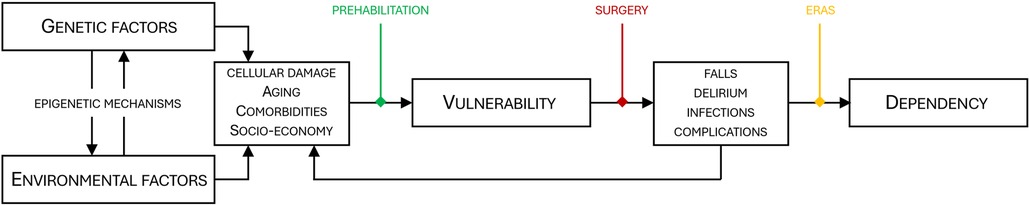 Flowchart showing the relationship between genetic and environmental factors affecting cellular damage, aging, comorbidities and socio-economy. Prehabilitation counteracts vulnerability prior to surgery thereby reducing falls, delirium, infections and complications. ERAS further ads to this reduction of dependency.