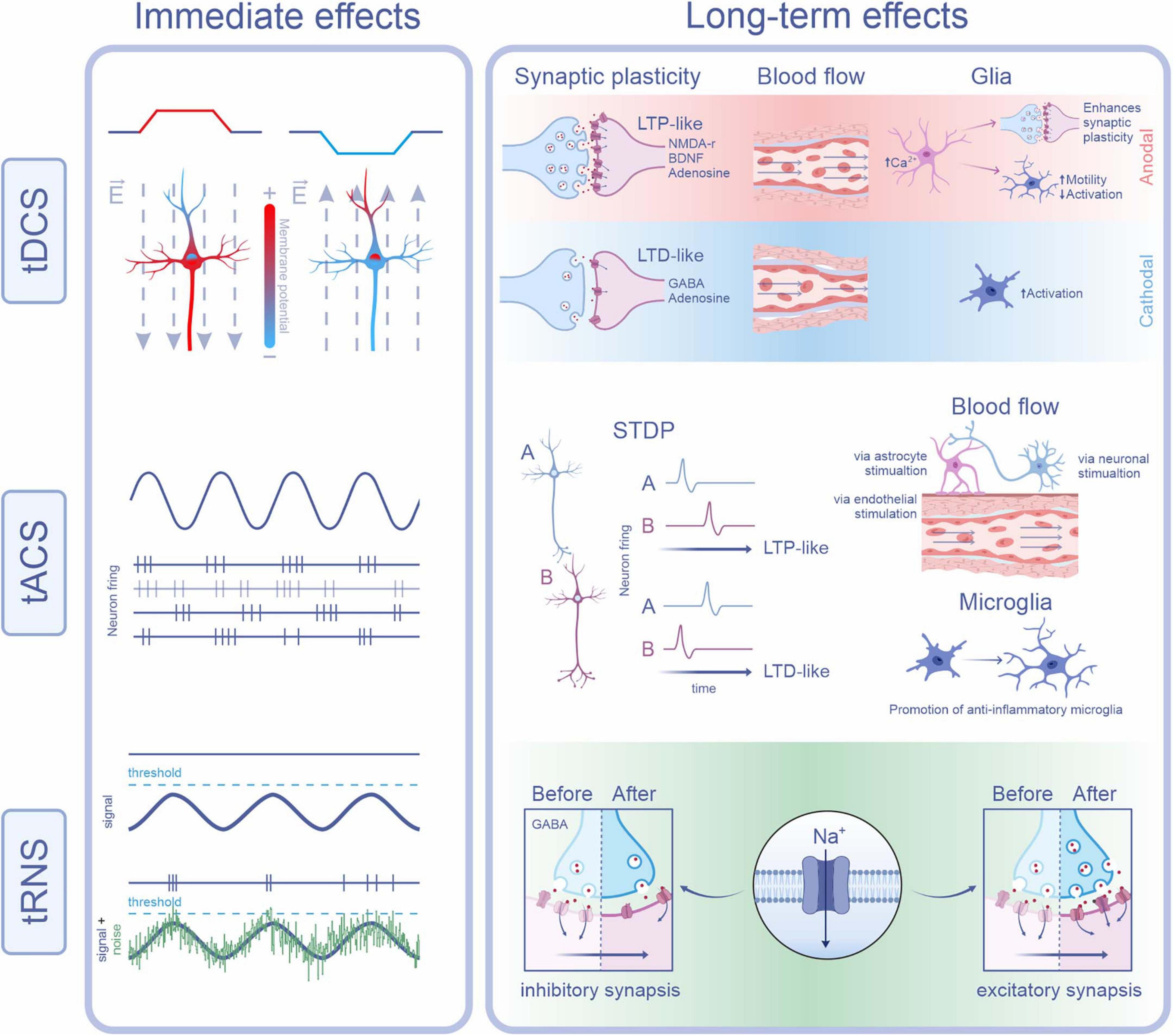 Diagram illustrating the immediate and long-term effects of brain stimulation techniques: tDCS, tACS, and tRNS. Immediate effects are shown with neuronal membrane potential changes for tDCS, neuronal firing patterns for tACS, and threshold signal interactions for tRNS. Long-term effects include synaptic plasticity, blood flow changes, and glial activity, explained through diagrams of synaptic transmission, neuron firing, blood flow dynamics, and microglia activity. The diagram highlights different pathways and cellular responses such as LTP-like and LTD-like synaptic changes, activation of glial cells, and modulation of synaptic inhibition and excitation.
