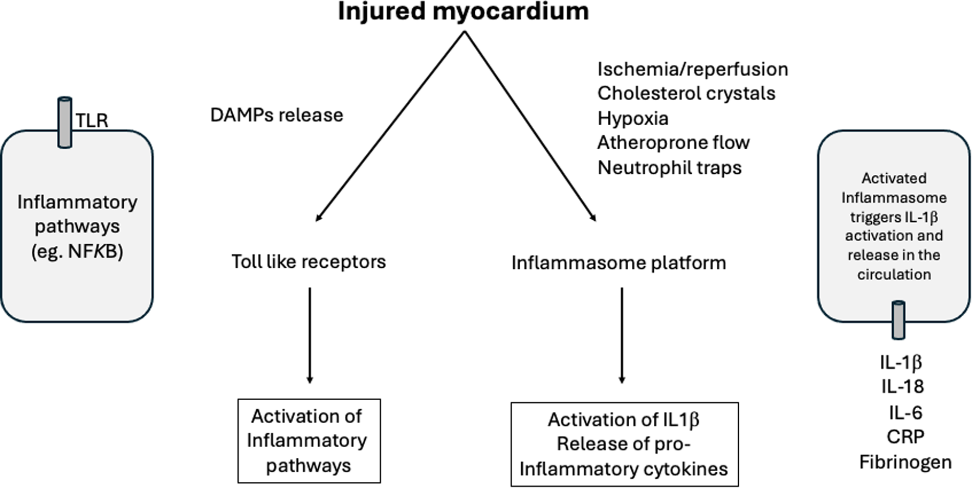 Flowchart depicting the inflammatory response of an injured myocardium. Damage-associated molecular patterns (DAMPs) release triggers two pathways: toll-like receptors activating inflammatory pathways such as NF-kB, and the inflammasome platform activating IL-1β and releasing pro-inflammatory cytokines like IL-1β, IL-18, IL-6, CRP, and fibrinogen. Triggers include ischemia/reperfusion, cholesterol crystals, hypoxia, atheroprone flow, and neutrophil traps.