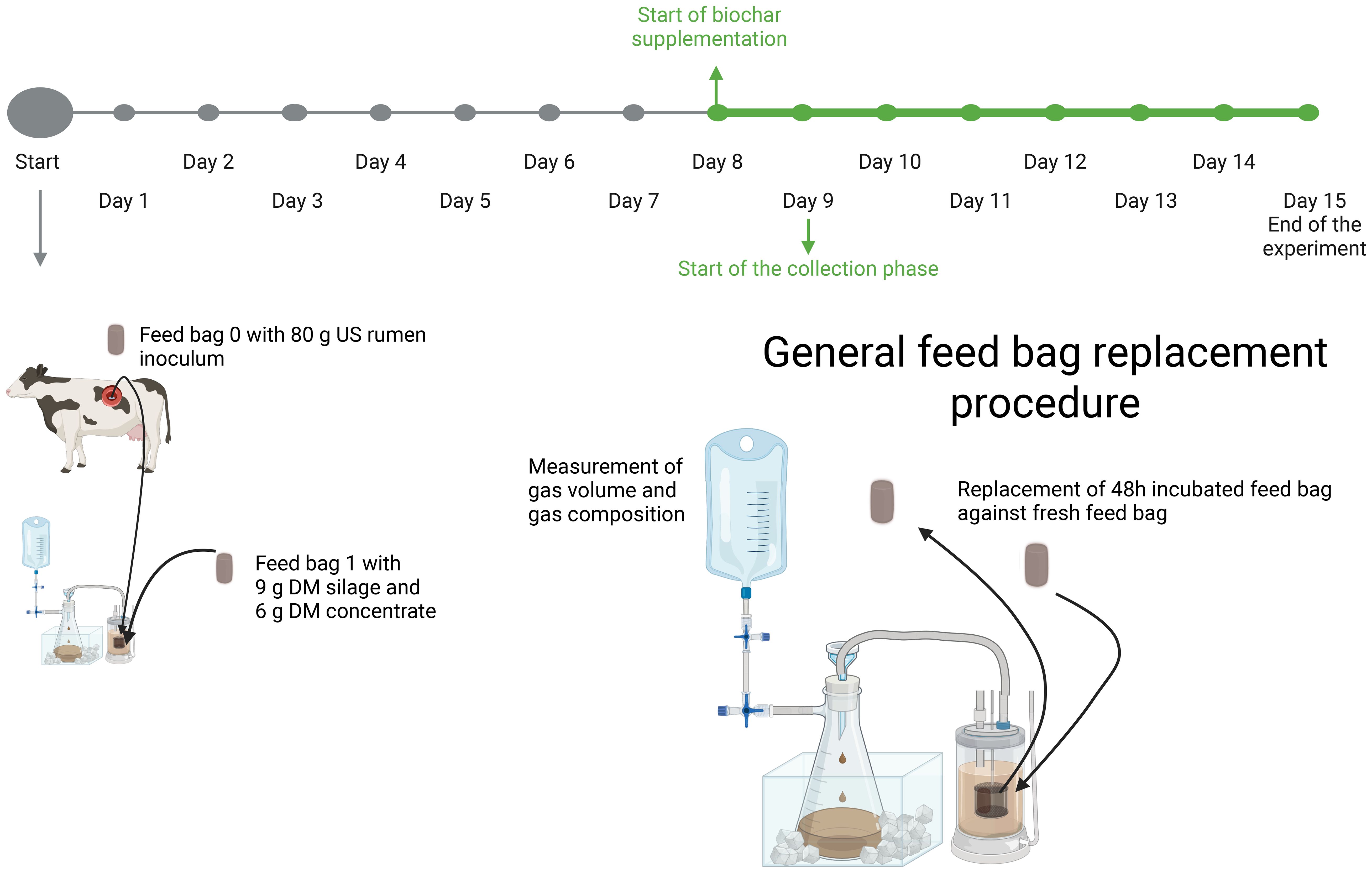 Timeline and illustration of a biochar supplementation experiment. The timeline spans from Day 1 to Day 15, marking key events: biochar supplementation starts on Day 8, the collection phase on Day 9, and the experiment ends on Day 15. Below, the “General feed bag replacement procedure” is depicted. A cow illustration shows feed bags: Feed bag 0 with 80 grams of US rumen inoculum and Feed bag 1 with 9 grams dry matter silage and 6 grams dry matter concentrate. Procedures include measuring gas volume, gas composition, and overflow fluid volume with ammonia concentration. Incubated feed bags are replaced after 48 hours.