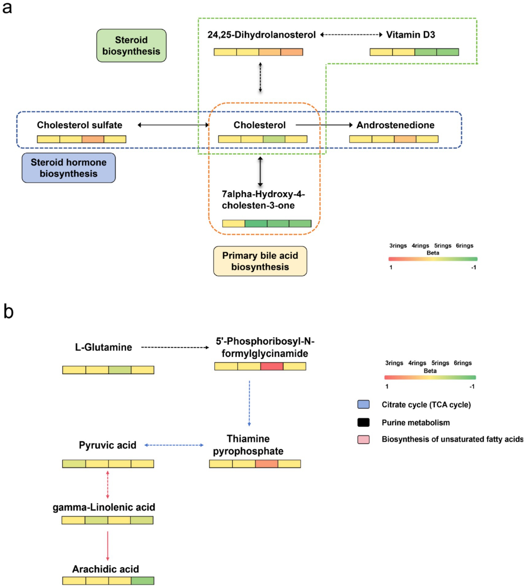 Diagram illustrating two biosynthesis pathways. Panel (a) shows steroid biosynthesis involving cholesterol and its derivatives, linked to steroid hormone and primary bile acid biosynthesis. It includes 24,25-dihydrolanosterol and Vitamin D3 with directional arrows. Panel (b) details metabolic pathways involving L-glutamine conversion to 5’-phosphoribosyl-N-formylglycinamide, pyruvic acid, thiamine pyrophosphate, gamma-linolenic acid, and arachidic acid. Color-coded pathways represent citrate cycle, purine metabolism, and biosynthesis of unsaturated fatty acids. A legend indicates color codes for three to six rings and beta formations.