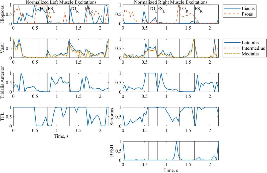 Graphs displaying normalized muscle excitations for left and right sides. The left includes Iliopsoas, Vasti, Tibialis Anterior, and TFL, while the right shows Iliopsoas, Vasti, Tibialis Anterior, Sartorius, and BFSH. Key events like TO (Toe Off) and FS (Foot Strike) are marked on each graph. Legends indicate muscle groups.