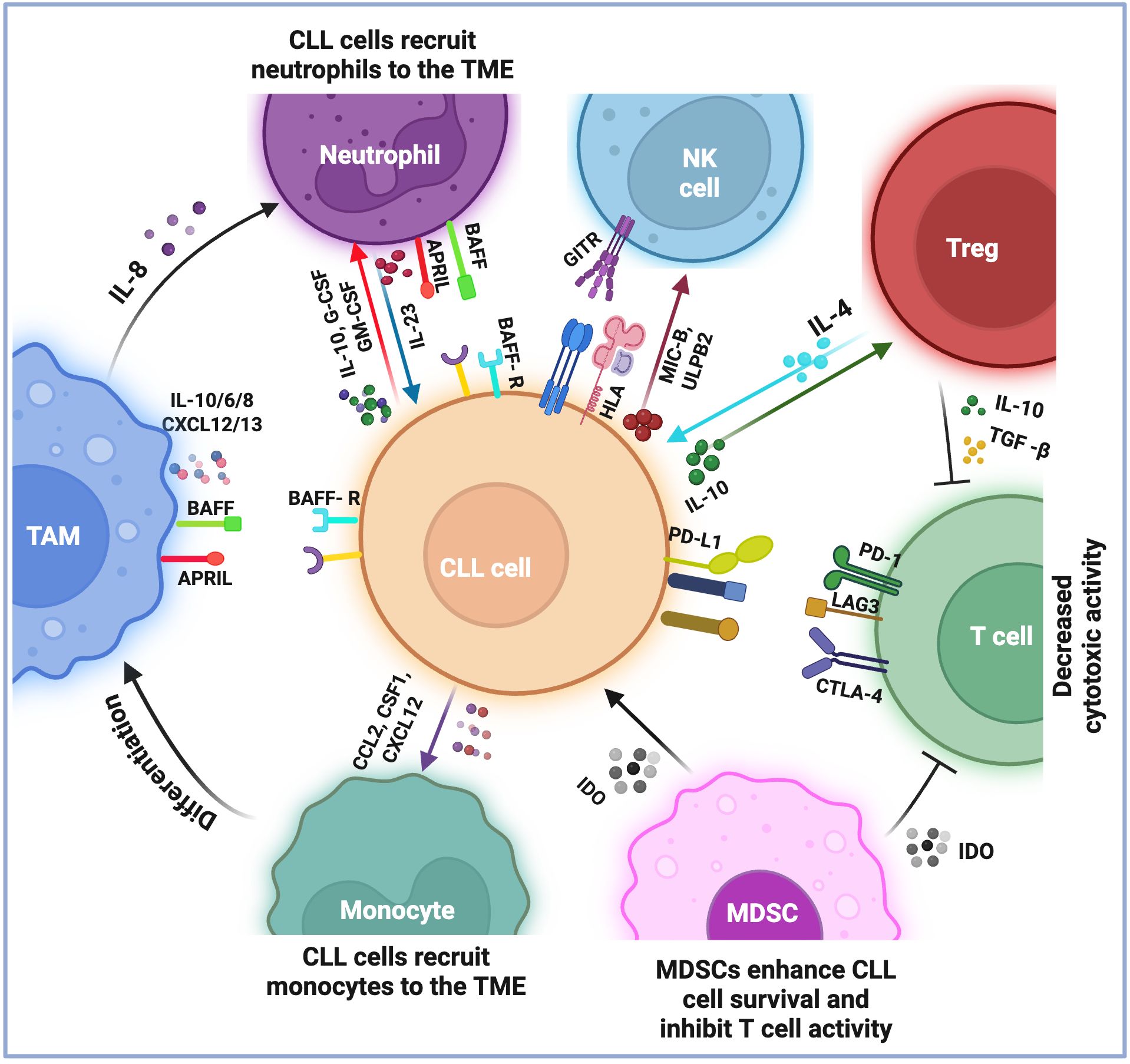 Diagram illustrating interactions in the tumor microenvironment (TME) involving CLL cells. CLL cells recruit neutrophils and monocytes, and interact with Tregs, NK cells, T cells, and MDSCs. Various cytokines and factors like IL-8, BAFF, APRIL, IL-10, and TGF-β are shown mediating these interactions, leading to decreased cytotoxic activity and enhanced CLL survival.