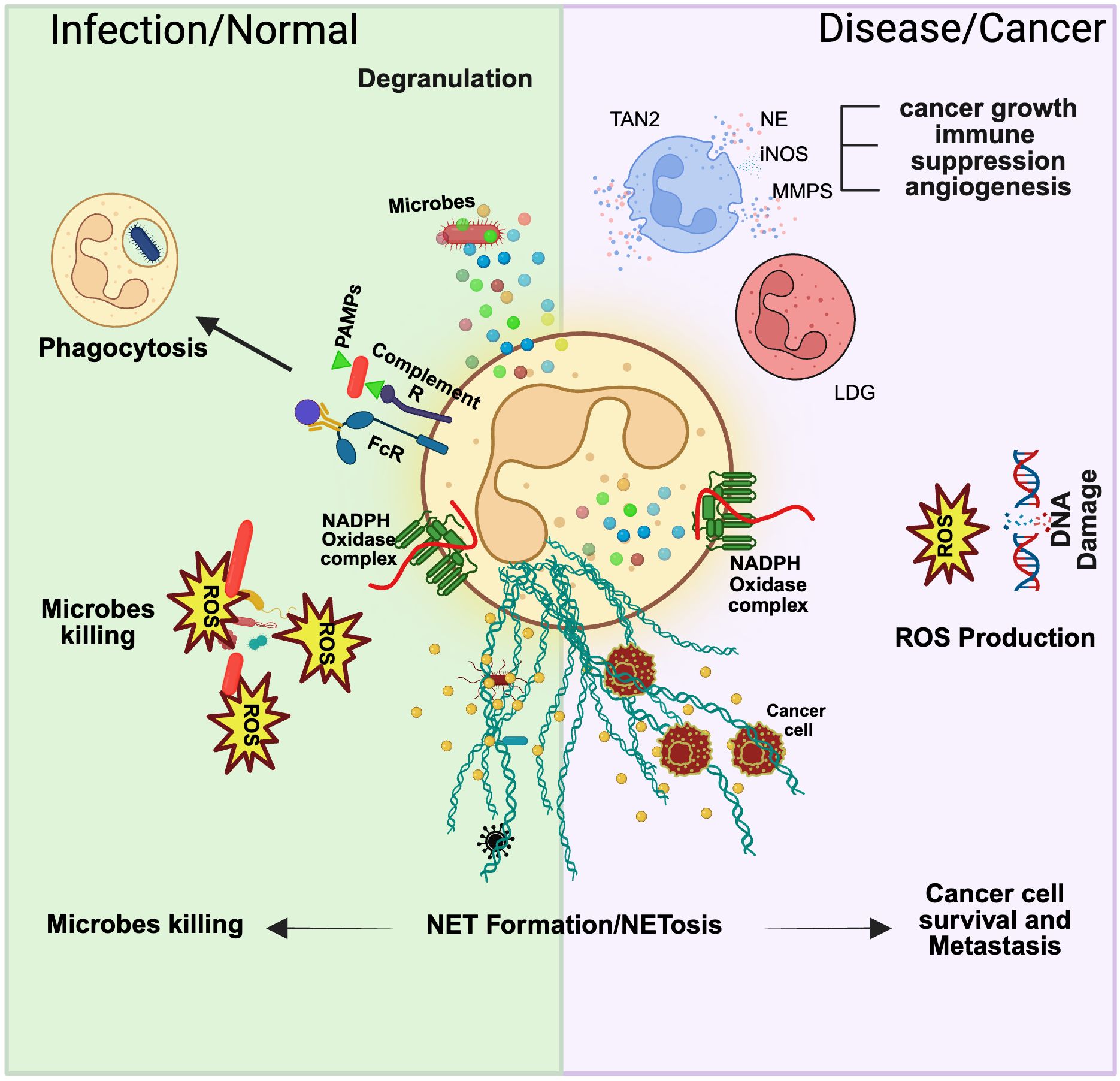 Diagram contrasting infection/normal immune response with disease/cancer response. The left side shows phagocytosis, degranulation, and microbe killing through reactive oxygen species (ROS). The right side illustrates factors like TAN2, NE, iNOS, and MMPS promoting cancer growth, immune suppression, and angiogenesis, with ROS causing DNA damage, supporting cancer cell survival and metastasis. Neutrophil extracellular trap (NET) formation/NETosis is shown affecting both microbes and cancer cells.