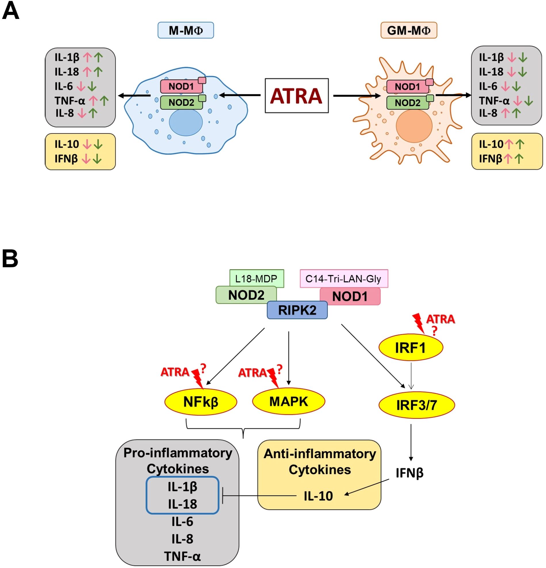 Diagram showing the effects of ATRA on macrophages. Panel A illustrates the influence of ATRA on monocyte-derived macrophages (M-ΜΦ) and GM-CSF-induced macrophages (GM-ΜΦ). It shows changes in cytokine expression, with increases and decreases in IL-1β, IL-18, IL-6, TNF-α, IL-8, IL-10, and IFNβ. Panel B details how NOD1 and NOD2 pathways activate RIPK2, influencing NFκβ, MAPK, and IRF signaling, resulting in variable cytokine production, with ATRA as a potential factor in these pathways.