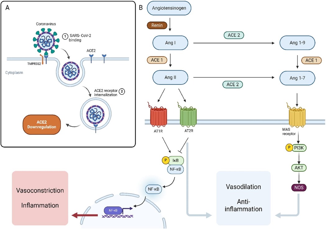 Diagram illustrating the interaction between SARS-CoV-2 and the ACE2 receptor, leading to ACE2 downregulation and internalization. It shows the Renin-Angiotensin System (RAS) pathway with Angiotensin I processed to Angiotensin II, interacting with AT1R causing vasoconstriction and inflammation. Angiotensin II can also be converted by ACE2 to Ang 1-7, promoting vasodilation and anti-inflammation via MAS receptor activation, influencing pathways involving PI3K, AKT, and NOS.