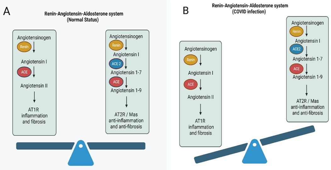 Diagram comparing the Renin-Angiotensin-Aldosterone system. Panel A depicts the system under normal status, with pathways leading to inflammation and fibrosis via AT1R. Panel B shows the system during COVID infection, highlighting the pathway through ACE2 to Angiotensin 1-7, resulting in anti-inflammation and anti-fibrosis via AT2R/Mas. Balances represent contrasting pathways.