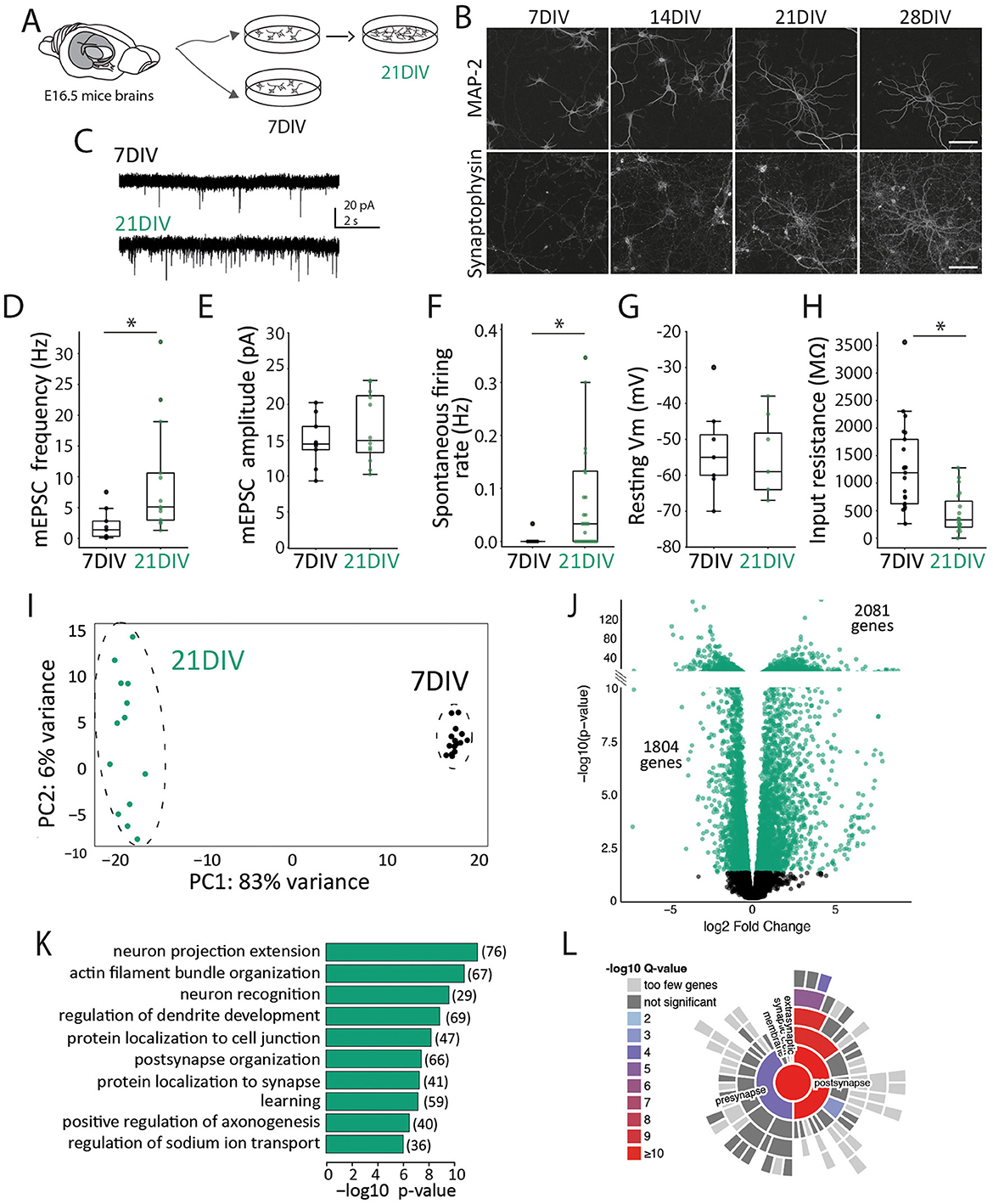Diagram and data visualization of neuronal development and gene expression over time. Part A illustrates the culturing of mice brain cells at different stages. Part B shows images of MAP-2 and synaptophysin expression at 7, 14, 21, and 28 days in vitro (DIV). Part C displays electrophysiological traces at 7DIV and 21DIV. Parts D to H present box plots of mEPSC frequency, mEPSC amplitude, firing rate, resting membrane potential, and input resistance, comparing 7DIV and 21DIV. Part I shows a PCA plot differentiating the stages. Part J is a volcano plot of gene expression changes. Part K lists gene functions affected, and Part L is a heat map of gene ontology categories.