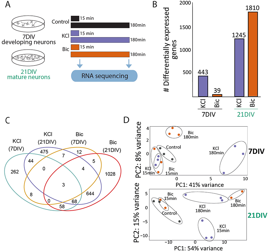 Diagram showing RNA sequencing of developing and mature neurons. Panel A: Setup for 7DIV and 21DIV neurons, with control, KCl, and Bic treatments timed at 15 and 180 minutes, leading to RNA sequencing. Panel B: Bar graph displaying differentially expressed genes; 443 for KCl and 39 for Bic at 7DIV, and 1245 for KCl and 1810 for Bic at 21DIV. Panel C: Venn diagram showing gene overlaps among treatments and conditions. Panel D: Principal component analysis plots showing variance for 7DIV and 21DIV conditions, indicating separation among control, KCl, and Bic treatments.