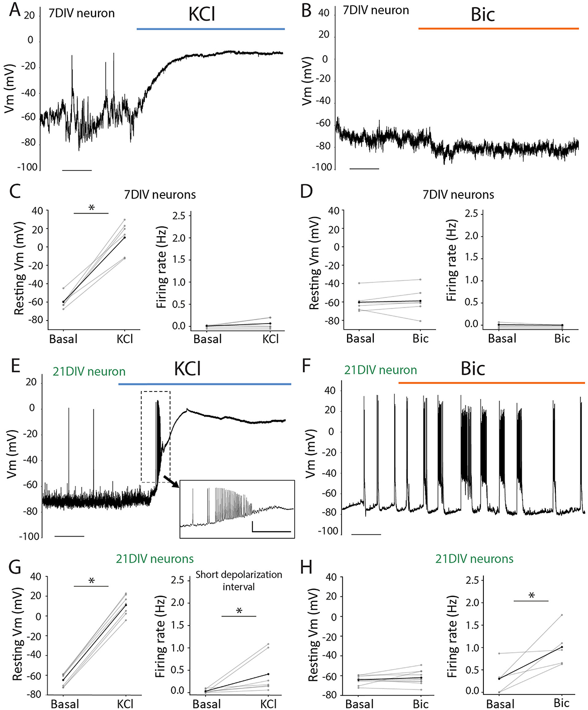 Graphs show membrane potential changes and firing rates in neurons at 7 and 21 days in vitro (DIV) exposed to KCl and Bicuculline (Bic). Panels A, C, E, G demonstrate responses to KCl, while B, D, F, H show responses to Bic. A and B display traces of neuronal activity. C and D show resting membrane potential and firing rate comparisons for 7DIV neurons. E and F depict neuronal traces for 21DIV neurons. G and H compare resting membrane potential and firing rates for 21DIV. Asterisks indicate significant differences.