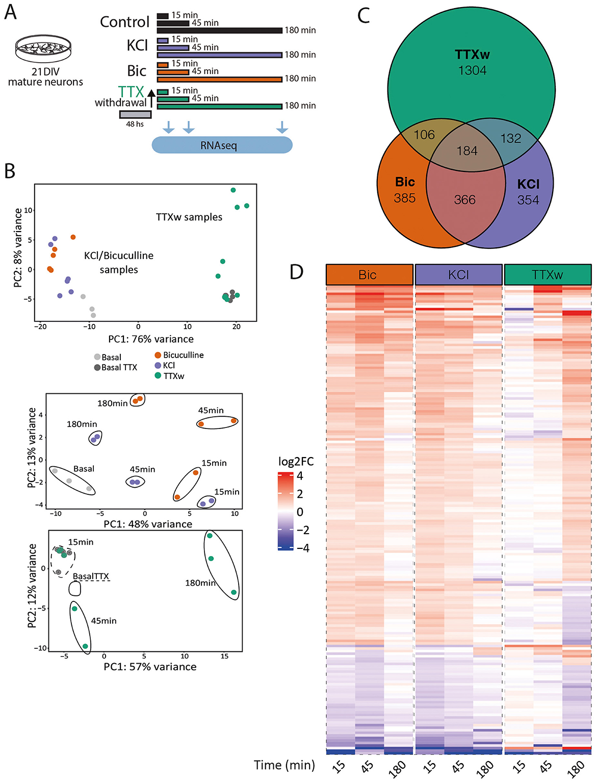 Diagram of a study involving 21-day mature neurons treated with different protocols: KCl, Bicuculline, and TTX withdrawal, followed by RNA sequencing. A PCA plot shows variance among samples. B Venn diagram depicts overlap of gene expression changes. C heatmap illustrates log2 fold change across different time points (15, 45, 180 minutes) for each treatment.