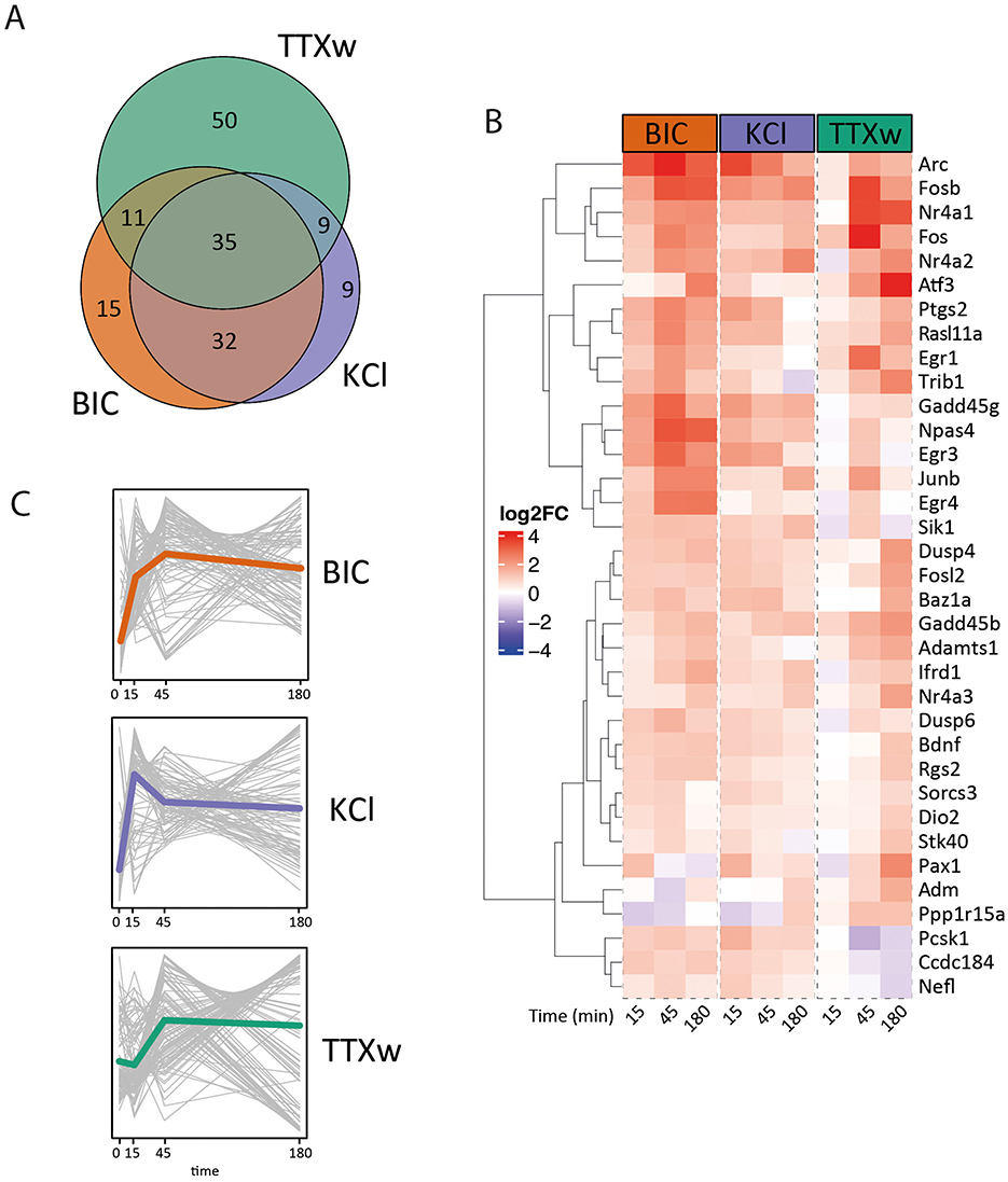 A figure showing three panels: Panel A features a Venn diagram with three circles labeled TTXw, BIC, and KCI, illustrating overlapping and unique gene counts. Panel B presents a heatmap of gene expression levels over time, with the color scale representing log2 fold changes from red to blue. Panel C includes three line graphs displaying gene expression trends over time for BIC, KCI, and TTXw, with distinct colored lines for each treatment.
