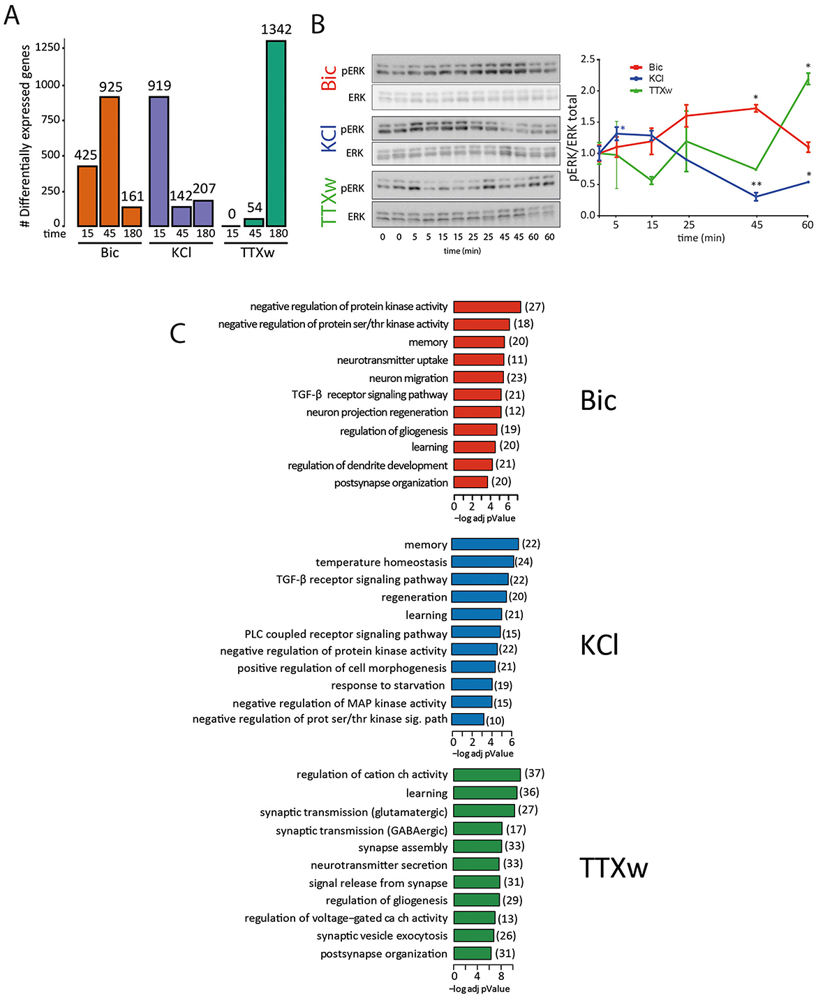 Three-panel image displaying research results on differentially expressed genes and related processes. Panel A shows bar graphs comparing gene expression over time for Bic (red), KCl (blue), and TTXw (green). Panel B includes protein expression bands with a line graph showing pERK/ERK ratios over time for each condition. Panel C lists biological processes affected by each treatment, color-coded to match: Bic (red), KCl (blue), TTXw (green), with associated p-values.