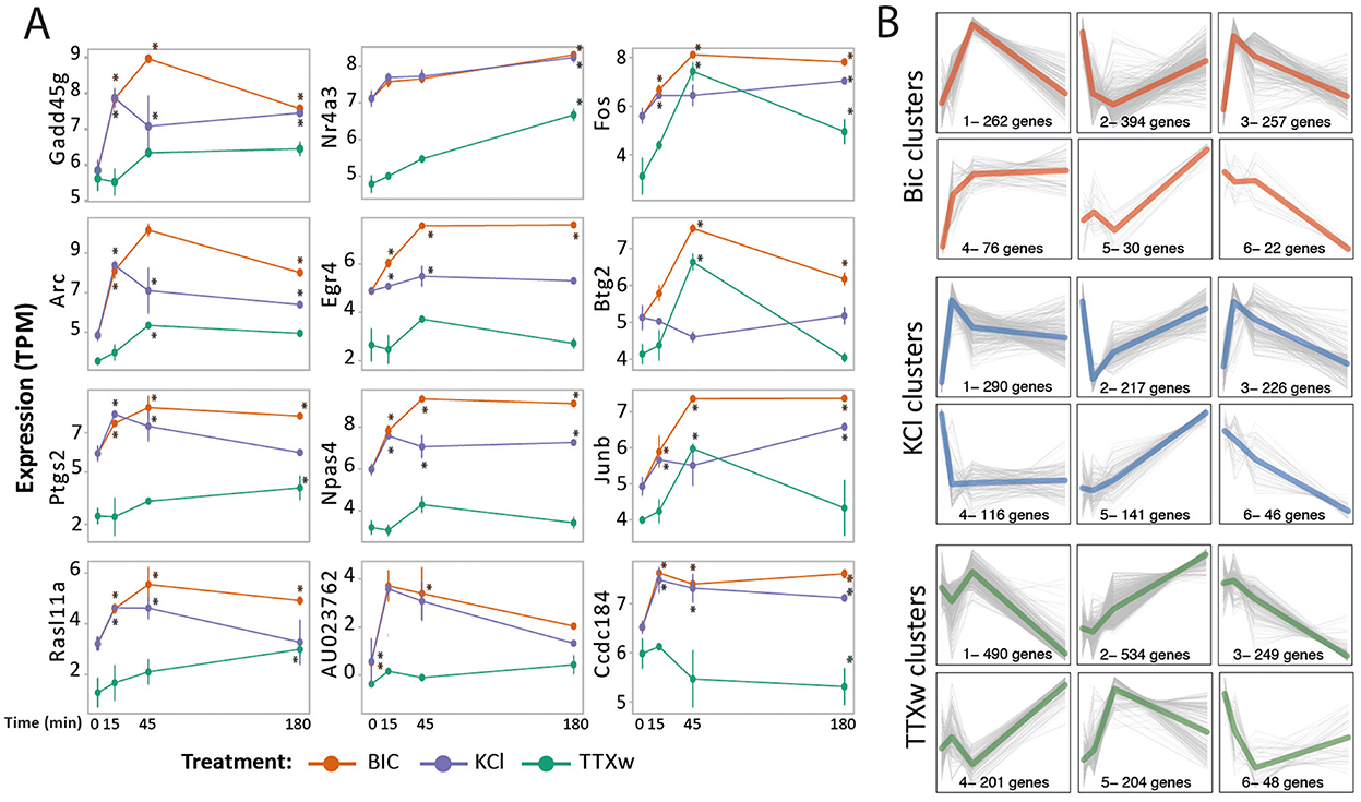 Panel A shows line graphs depicting gene expression levels over time for different treatments: BIC (orange), KCl (blue), and TTXw (green). Each subgraph represents a different gene, showing variations in expression measured in TPM (Transcripts Per Million) at 0, 15, 45, and 180 minutes. Panel B presents cluster analysis line graphs for genes responding to the treatments, organized into clusters for BIC, KCl, and TTXw, with the number of genes per cluster indicated.
