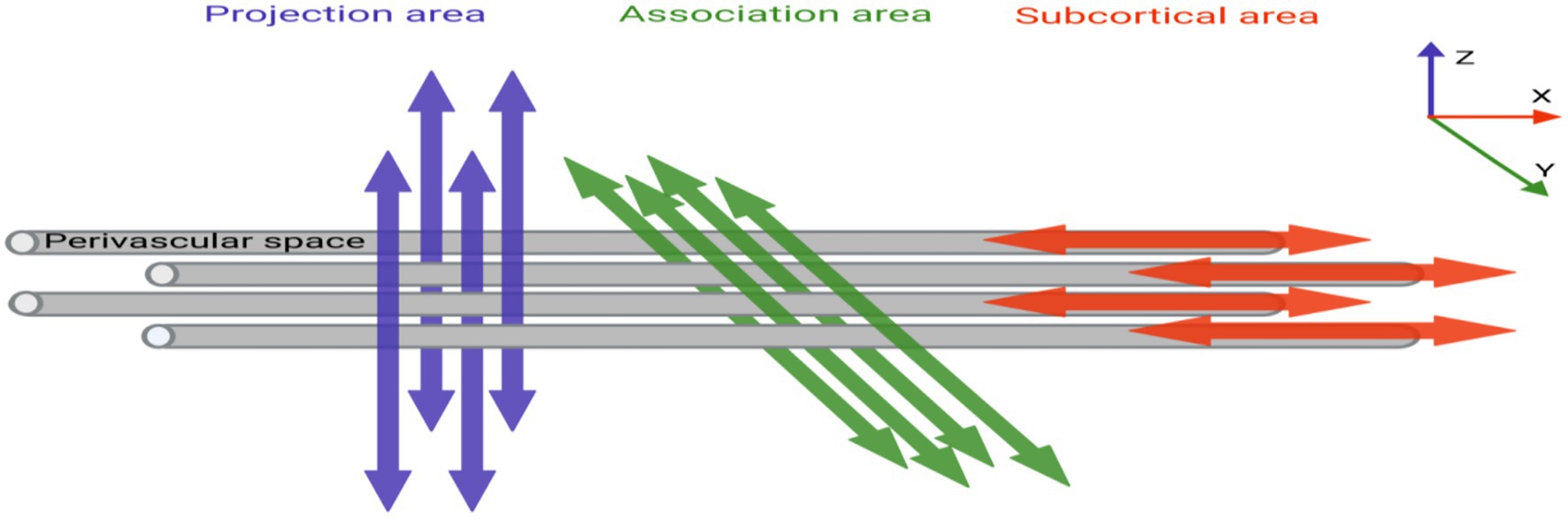 Diagram showing gray cylindrical structures labeled