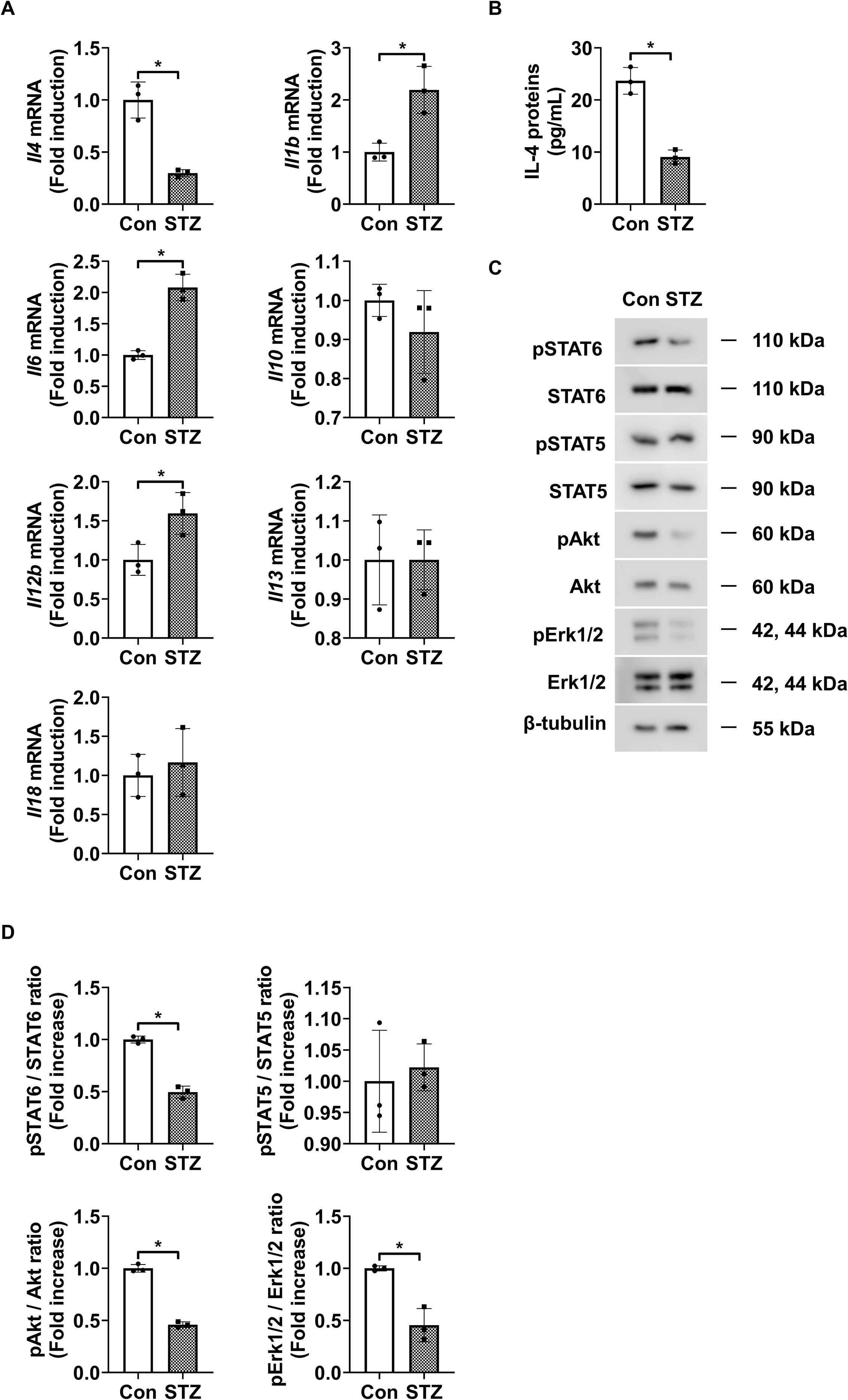 Graphs and blots comparing control (Con) and streptozotocin (STZ) groups. Panel A shows mRNA fold induction for Il4, Il1b, Il6, Il10, Il12b, Il13, and Il18, with significant differences in Il4, Il1b, Il6, and Il12b. Panel B shows IL-4 protein levels, with a significant decrease in STZ. Panel C displays Western blot results for pSTAT6, STAT6, pSTAT5, STAT5, pAkt, Akt, pErk1/2, Erk1/2, and β-tubulin, highlighting molecular differences. Panel D shows ratios for pSTAT6/STAT6, pSTAT5/STAT5, pAkt/Akt, and pErk1/2/Erk1/2, with significant changes in pSTAT6/STAT6, pAkt/Akt, and pErk1/2/Erk1/2.