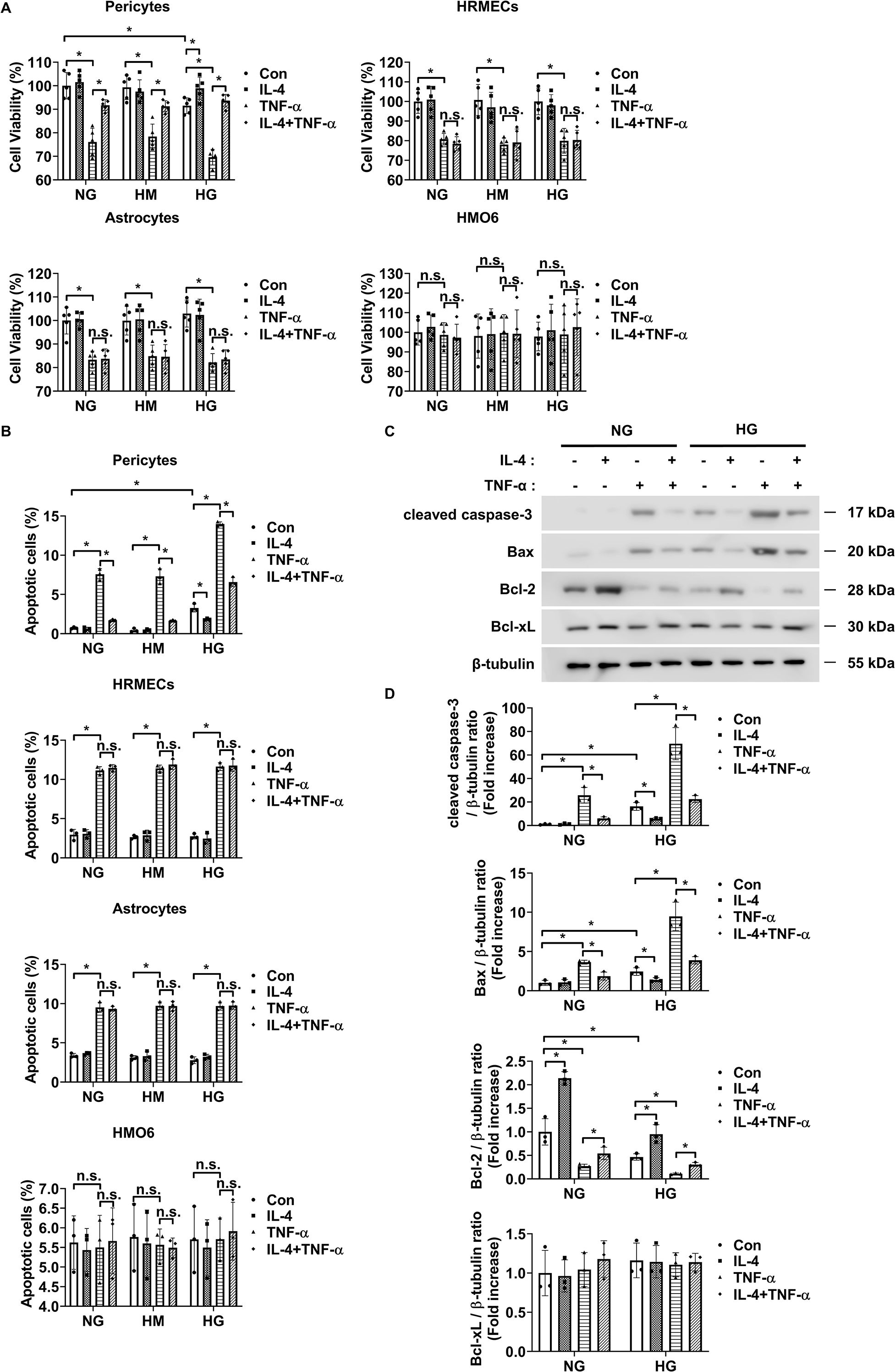 Graphs and a protein analysis showing effects of IL-4 and TNF-α on cell viability and apoptosis in different cell types under varying glucose conditions. Panel A shows cell viability in pericytes, HRMECs, astrocytes, and HM06 cells. Panel B shows apoptosis percentages. Panel C presents a blot analysis for proteins including cleaved caspase-3, Bax, Bcl-2, Bcl-xL, and β-tubulin under IL-4 and TNF-α conditions. Panel D provides fold increase ratios for protein expression. Statistical significance is indicated with asterisks and n.s. denotes non-significance.