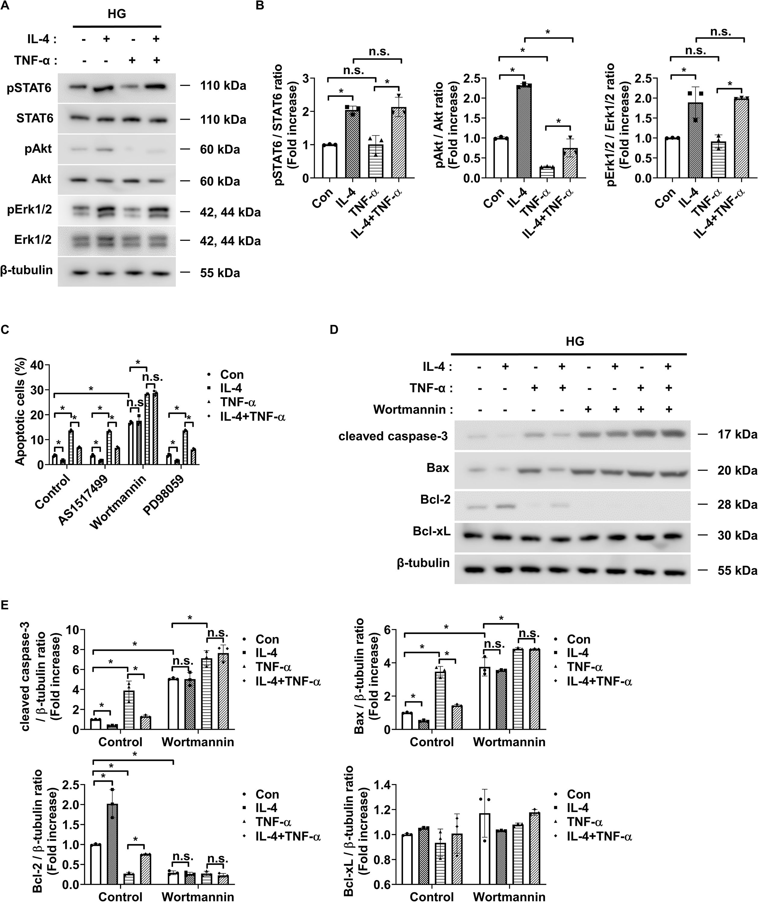 Western blot and bar graph analysis showing the effects of IL-4, TNF-α, and inhibitors on protein expression and apoptosis: A. Western blot displaying levels of pSTAT6, STAT6, pAkt, Akt, pErk1/2, Erk1/2, and β-tubulin under high glucose conditions with IL-4 and TNF-α. B. Bar graphs quantifying fold changes of pSTAT6/STAT6, pAkt/Akt, and pErk1/2/Erk1/2 ratios. C. Bar graph showing apoptotic cell percentages across treatments. D. Western blot for cleaved caspase-3, Bax, Bcl-2, Bcl-xL, and β-tubulin in cells treated with IL-4, TNF-α, and Wortmannin. E. Bar graphs indicating fold changes in cleaved caspase-3, Bax, Bcl-2, and Bcl-xL ratios against β-tubulin. Statistical significance is marked with asterisks; n.s. denotes not significant.