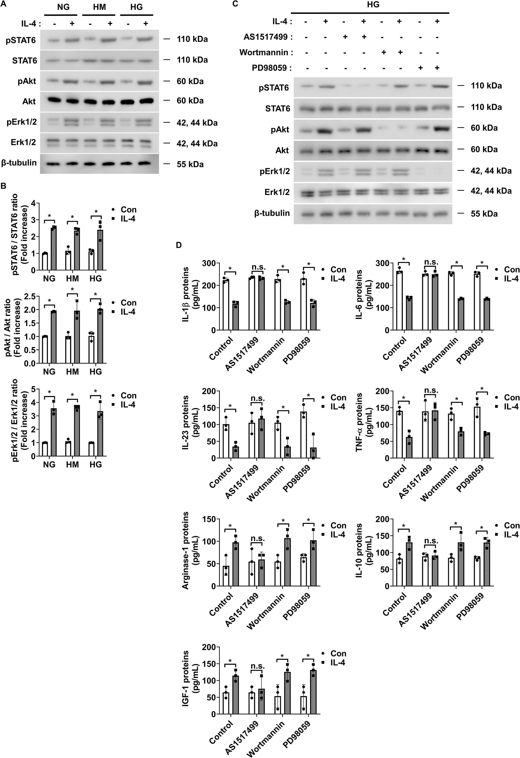 Western blot and bar graphs showing the effects of IL-4 on protein expression and cytokine levels. Panels A and C display protein bands indicating expression levels of pSTAT6, STAT6, pAkt, Akt, pErk1/2, and Erk1/2, with β-tubulin as a loading control. Panels B and D show bar graphs representing fold increases and concentrations of various cytokines and proteins, including IL-1β, IL-6, IL-23, TNF-α, arginase-1, and IGF-1, under different treatment conditions, with significant differences marked by asterisks.