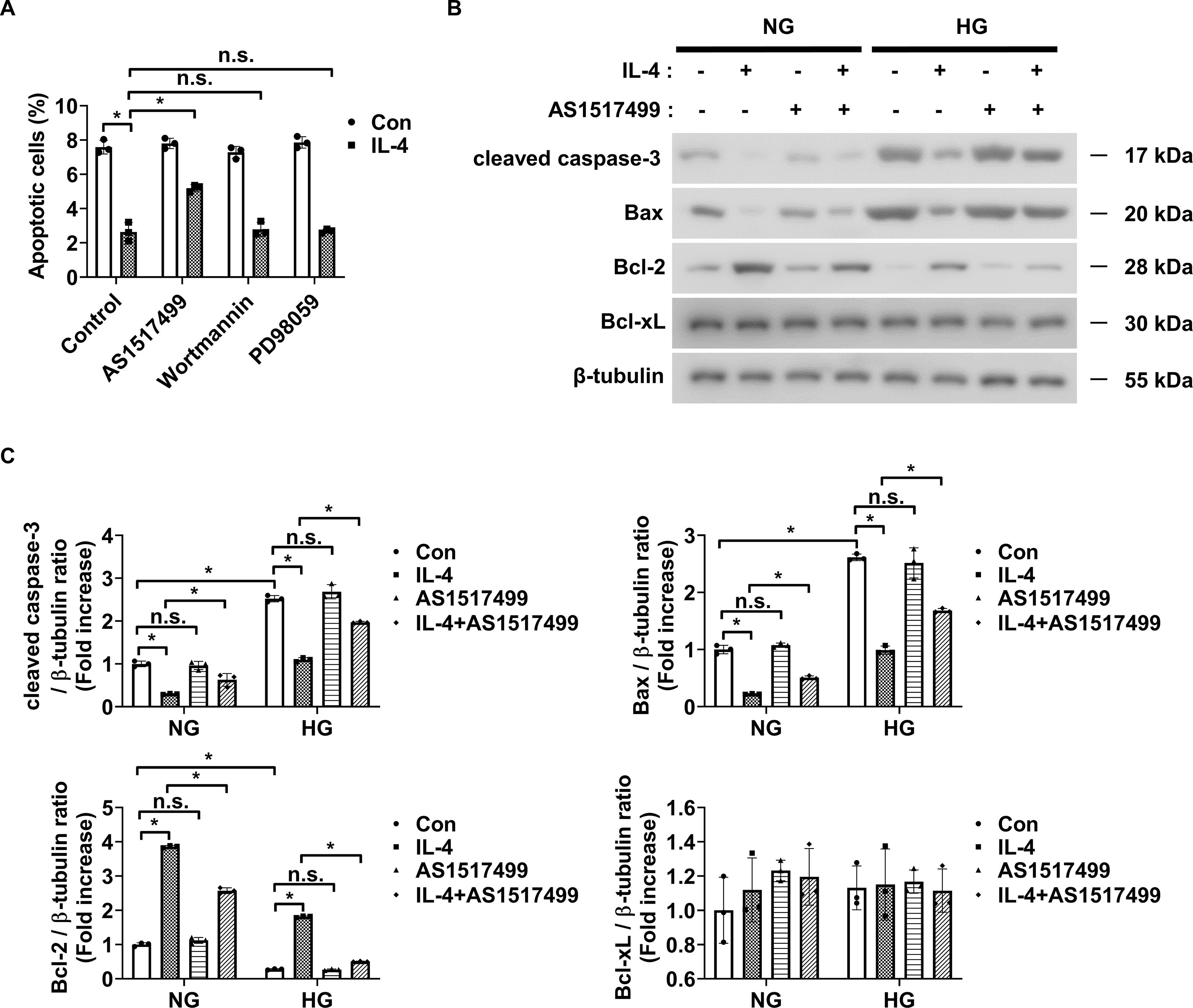 Chart and western blot analysis demonstrating the effects of IL-4 and inhibitors on apoptotic cells and protein expression. (A) Bar chart showing apoptotic cell percentage in various conditions with IL-4 and inhibitors. (B) Western blot images displaying protein levels of cleaved caspase-3, Bax, Bcl-2, Bcl-xL, and β-tubulin under normal and high glucose conditions with IL-4 and AS1517499 treatments. (C) Bar charts showing the fold increase in protein expression ratios for cleaved caspase-3, Bax, Bcl-2, and Bcl-xL relative to β-tubulin. Statistical significance is indicated with asterisks.