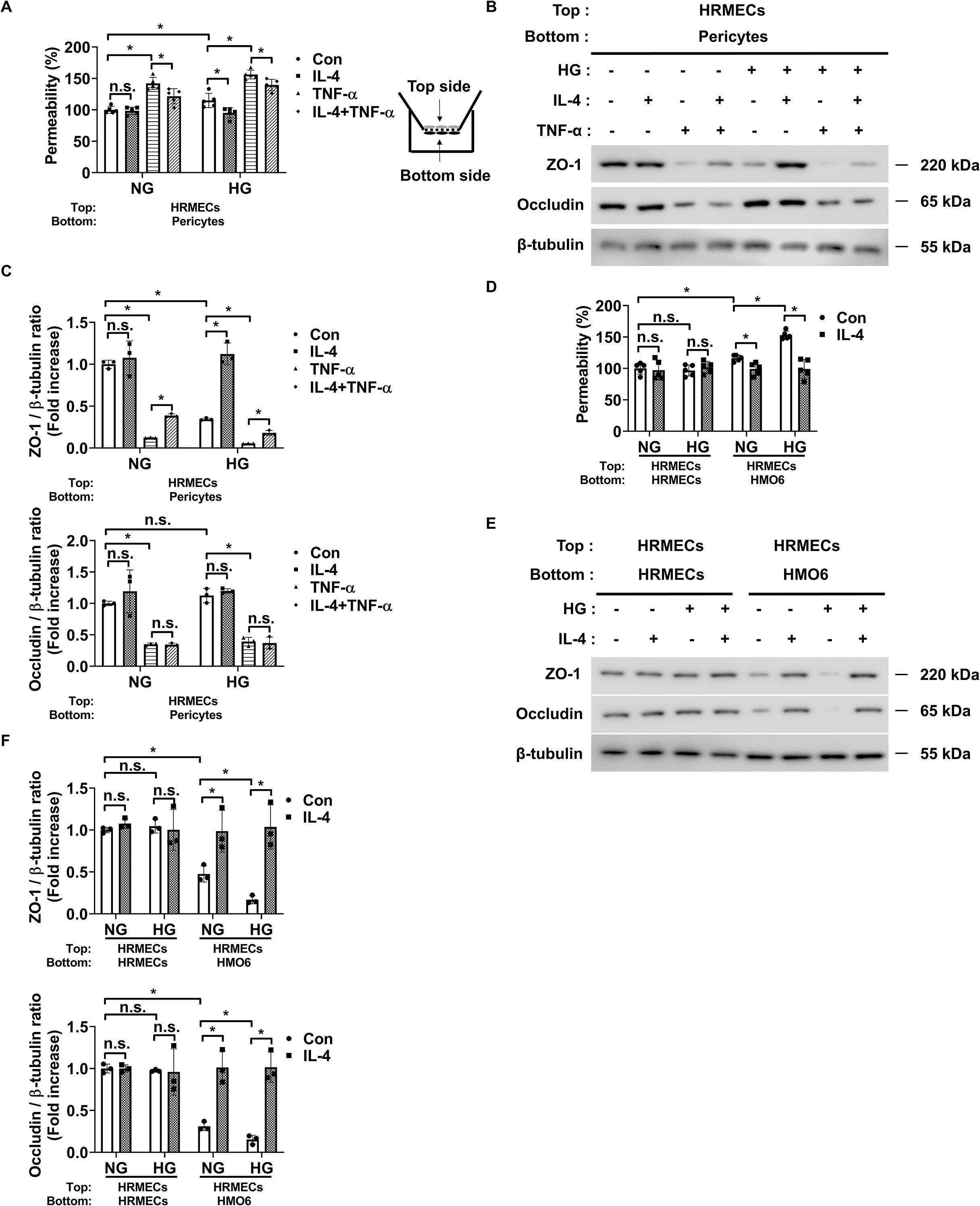 Scientific diagrams and graphs show permeability data related to different treatments on HRMECs and pericytes. Graphs A, C, D, and F display percentage and fold increase of permeability and protein ratios under various conditions, including control, IL-4, TNF-α, and IL-4 plus TNF-α, with significance indicated by asterisks. Western blots in B and E present ZO-1, Occludin, and β-tubulin expressions across different setups. Descriptive labels clarify the arrangement of cells and the experimental conditions.