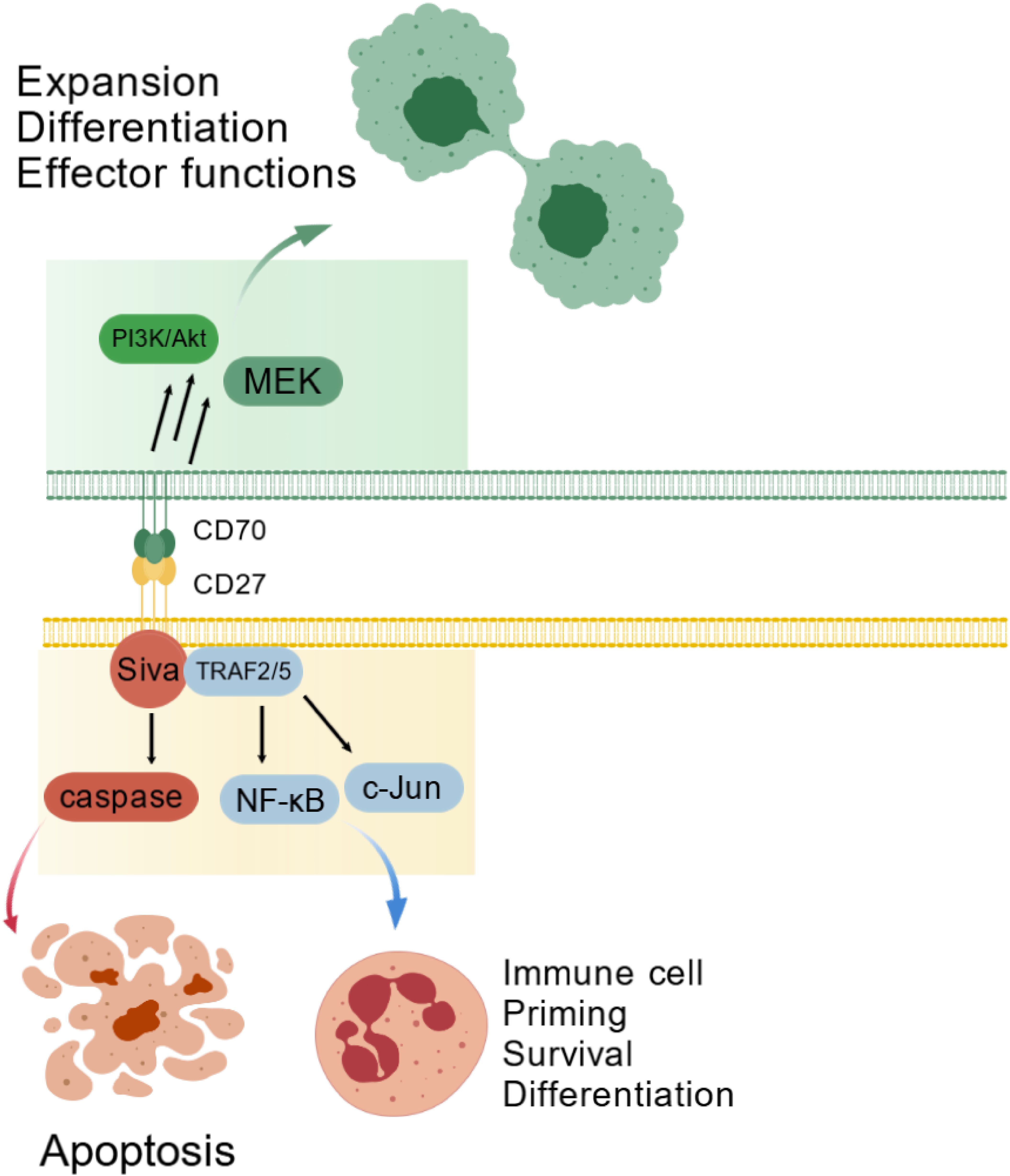 Diagram illustrating the signaling pathways of CD70 and CD27. The upper section depicts cell expansion, differentiation, and effector functions through PI3K/Akt and MEK pathways. The lower section shows apoptosis and immune cell functions like priming, survival, and differentiation mediated by Siva, TRAF2/5, caspase, NF-kB, and c-Jun pathways. Molecular interactions are shown with connecting arrows.
