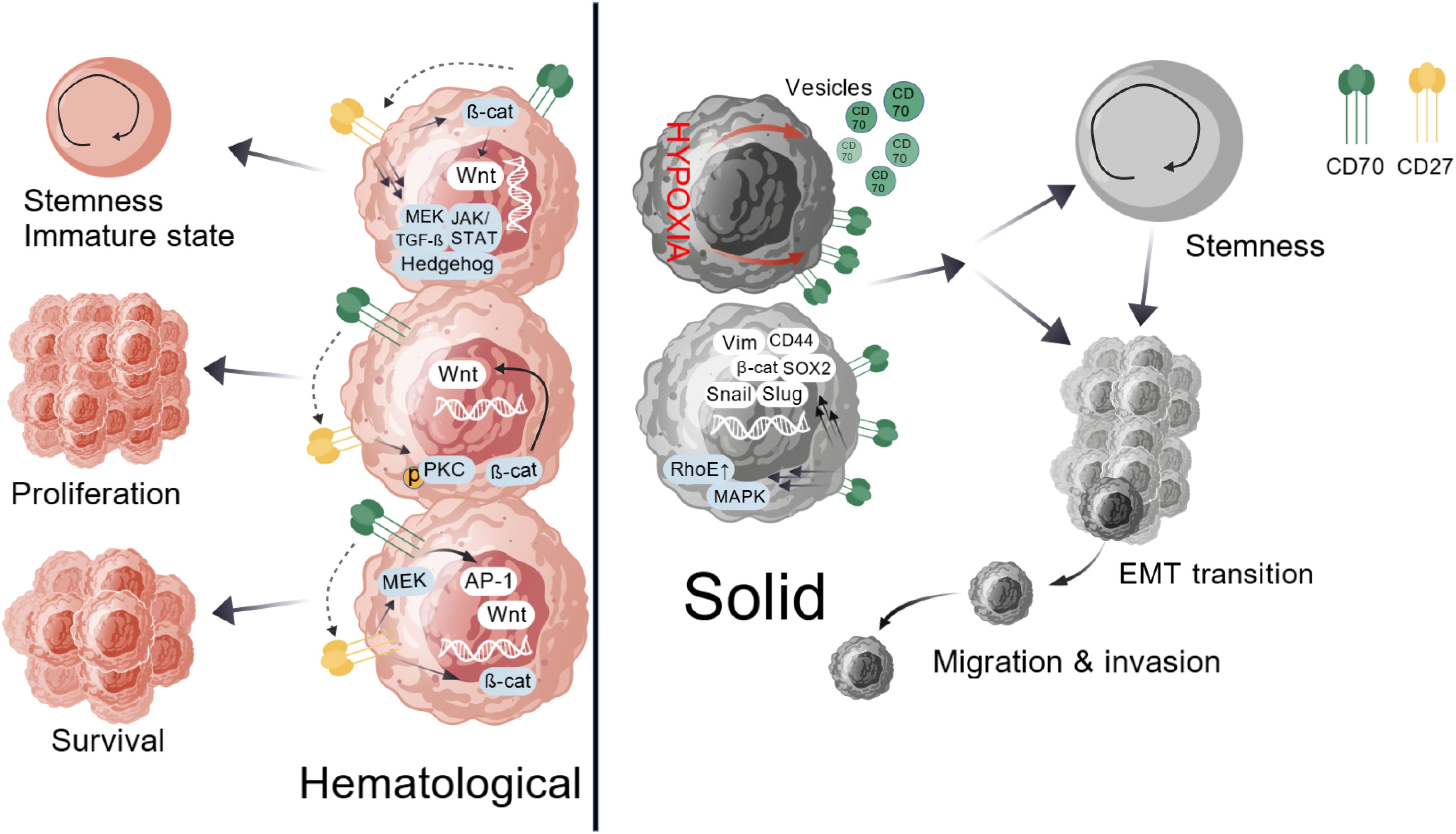 Diagram illustrating pathways in hematological and solid tumor development. On the left, hematological cells show stemness, proliferation, and survival, influenced by factors like Wnt, MEK, and PKC. On the right, solid tumors include vesicles and factors like Vim, CD44, prompting stemness, EMT transition, and migration, indicated by pathways involving β-catenin and MAPK. CD70 and CD27 markers are highlighted.